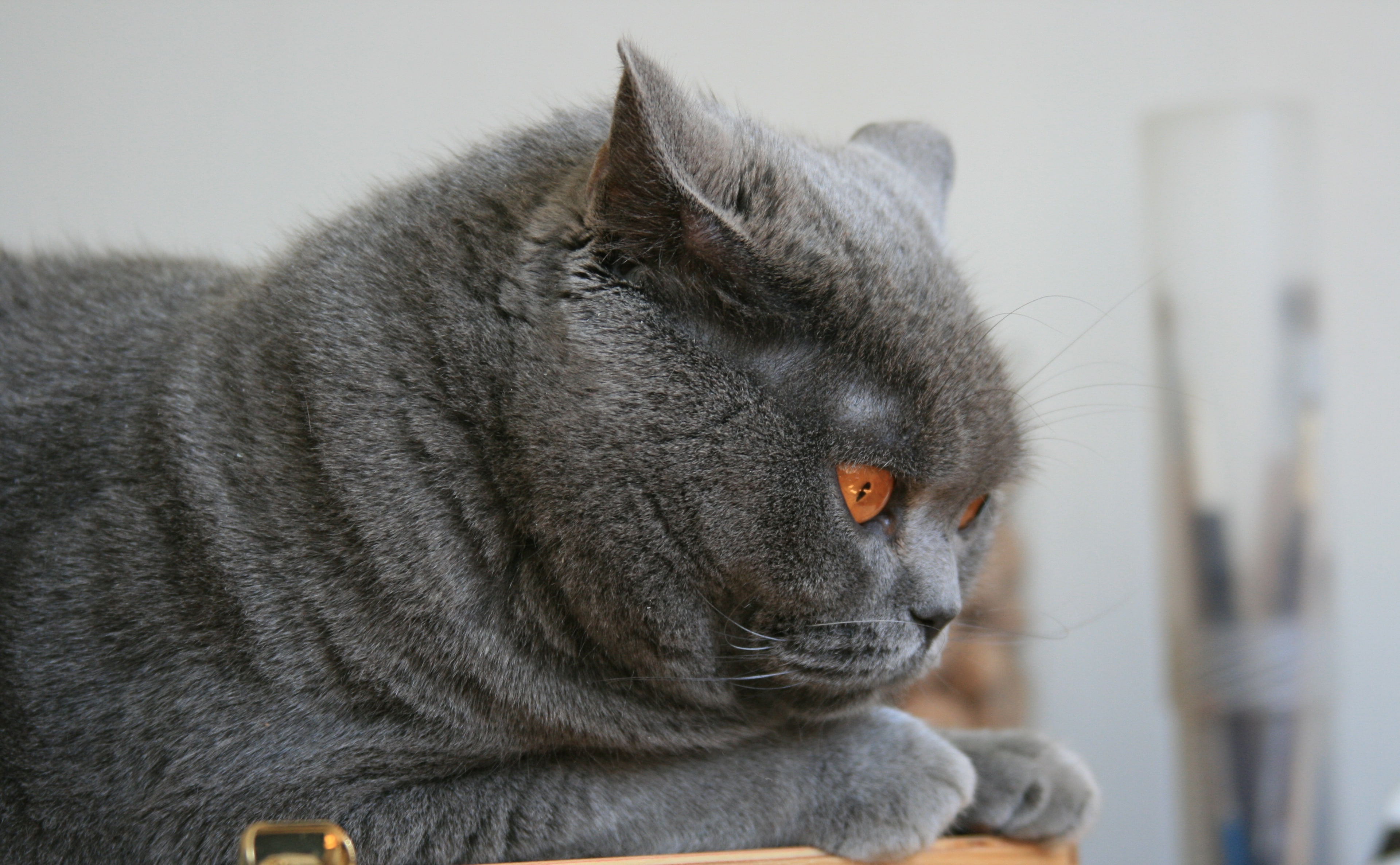 animal head, focus on foreground, Animals, scottish, domestic, feline, animal themes, pet, 4K, fold, vertebrate, funny, no people, domestic animals, looking, HD Wallpaper