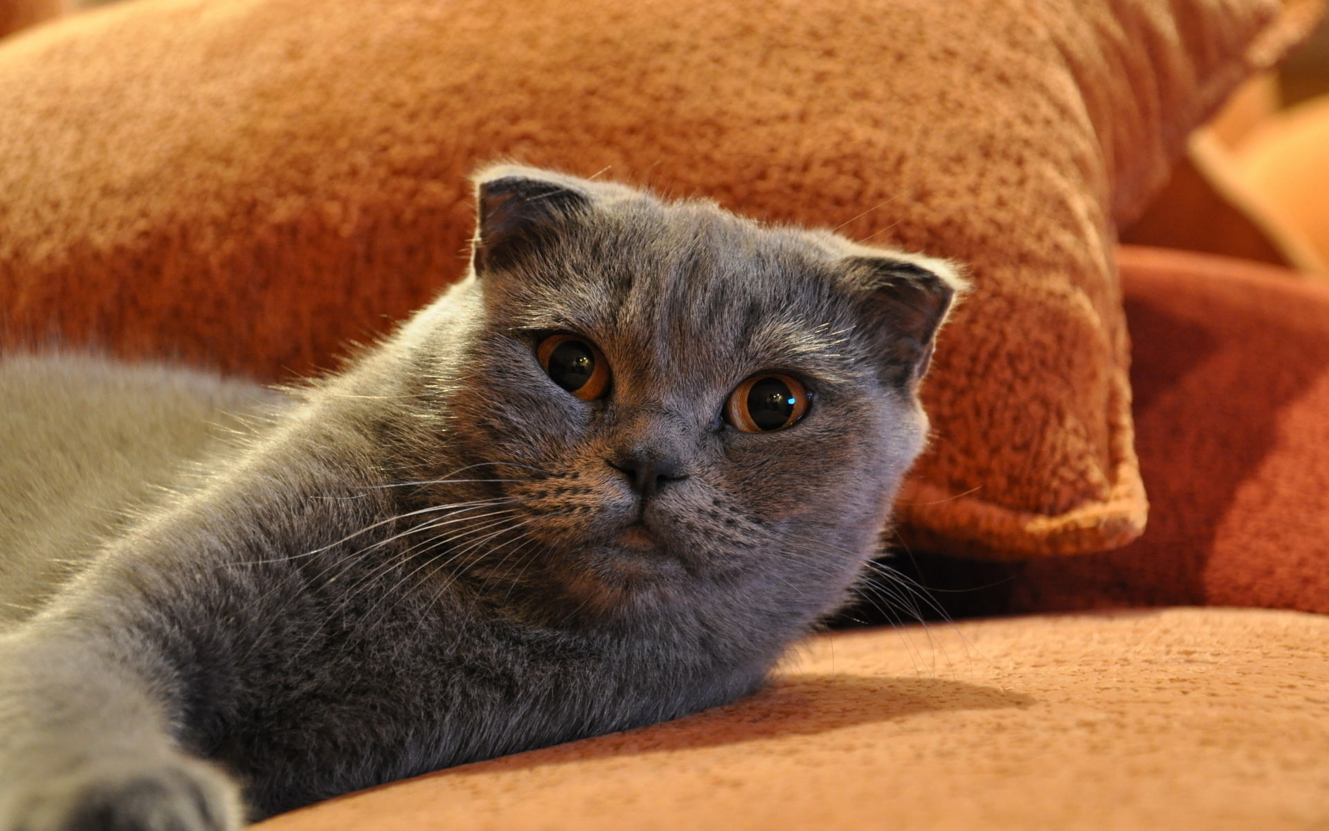 gorgeous, scottish fold cat, 1080P, scottish, fold, cat, bed, cute, HD Wallpaper