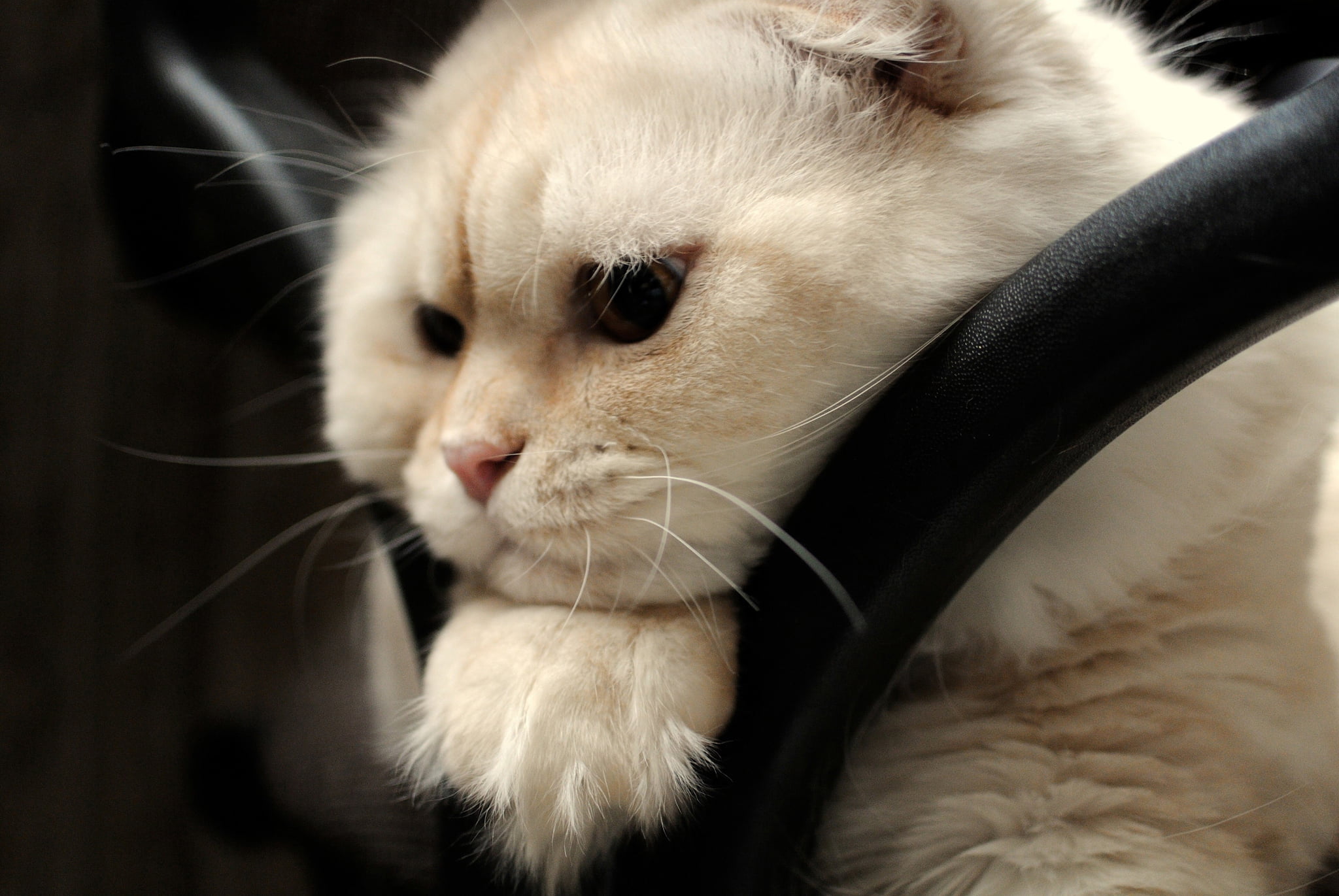 beautiful, one Animal, animal Head, snout, pets, animal body part, domestic Animals, 1080P, white color, tan, animal, scottish fold, looking away, feline, HD Wallpaper