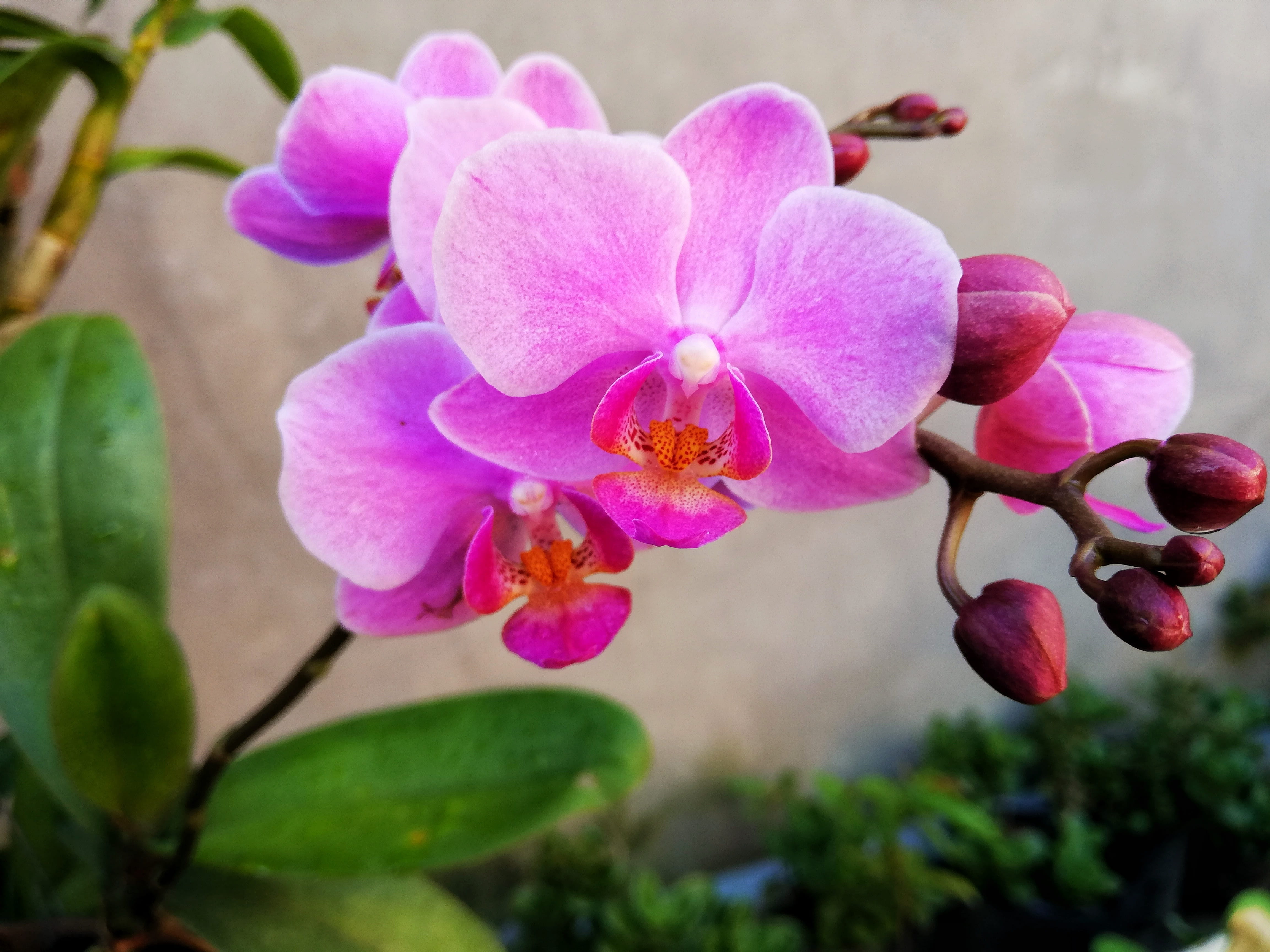 vulnerability, flower, beautiful flowers, freshness, pink color, orchids, plant, petal, focus on foreground, fragility, color, no people, nature, flaunted, HD Wallpaper