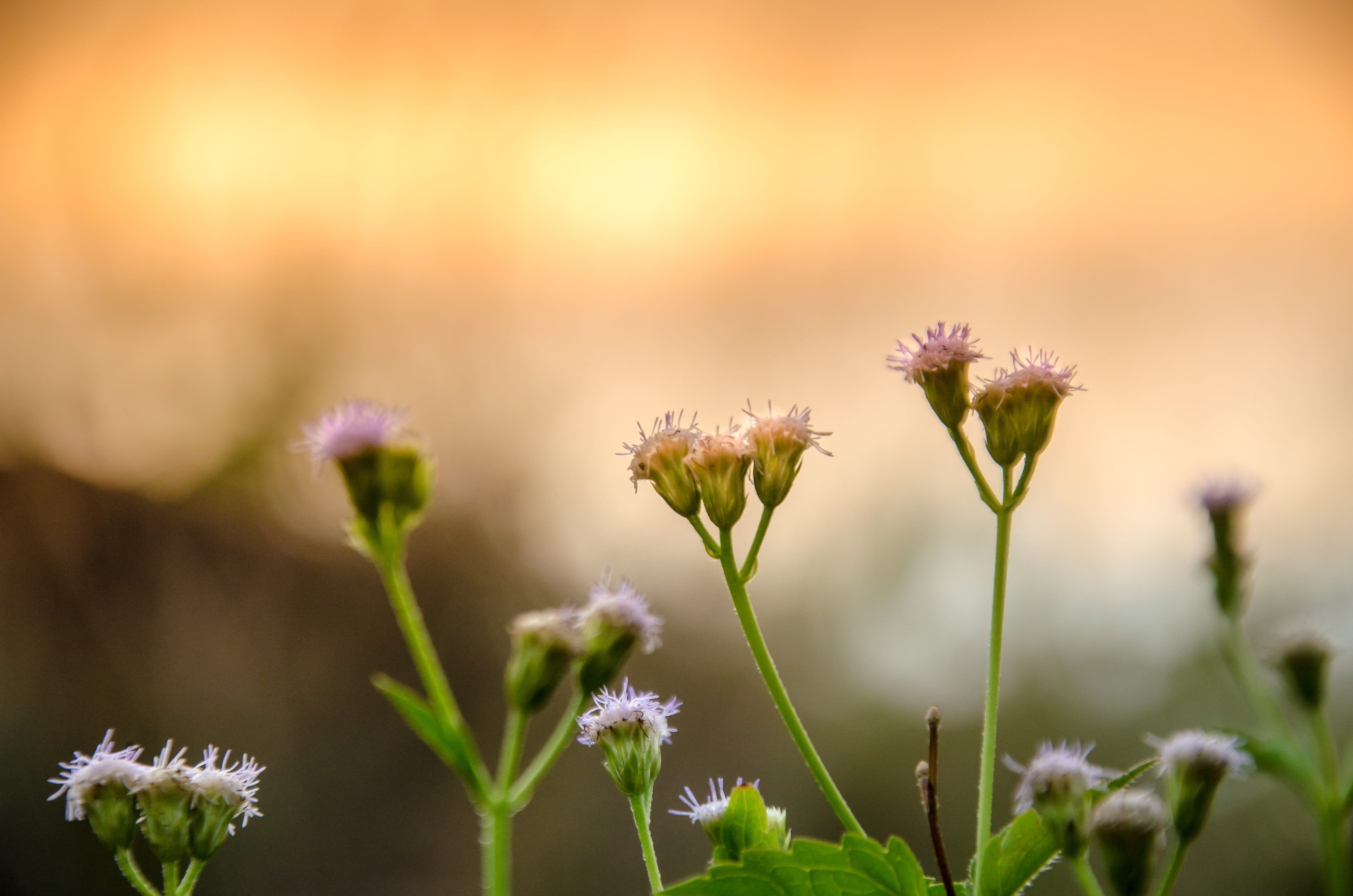 growth, wildflowers, blooming, vulnerability, tree, purple, focus on foreground, wildflowers in the sunshine, flowering plant, flower, flowerbed, selective focus, HD Wallpaper