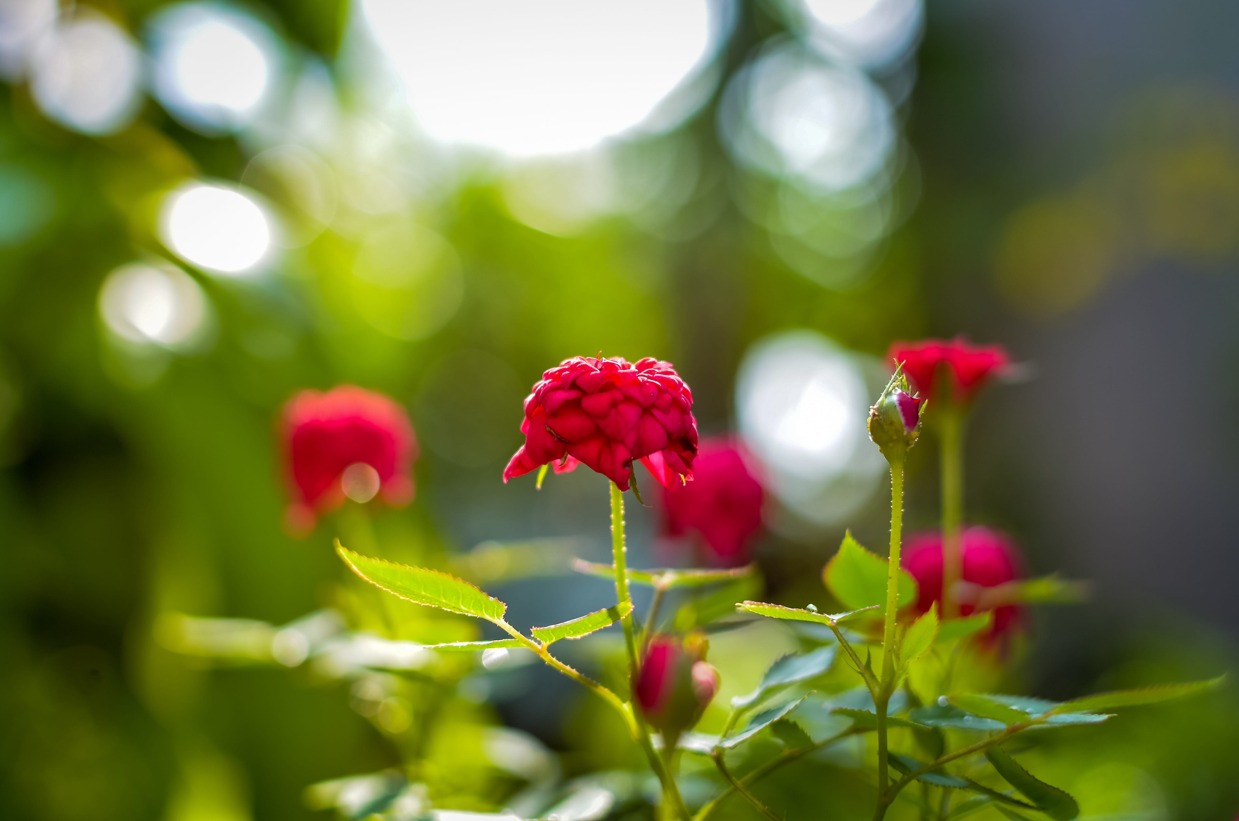 green color, plant part, red, fragility, flaunted, plant, day, flower, growth, background, vulnerability, food, flowering plant, flower closeup, focus on foreground, HD Wallpaper