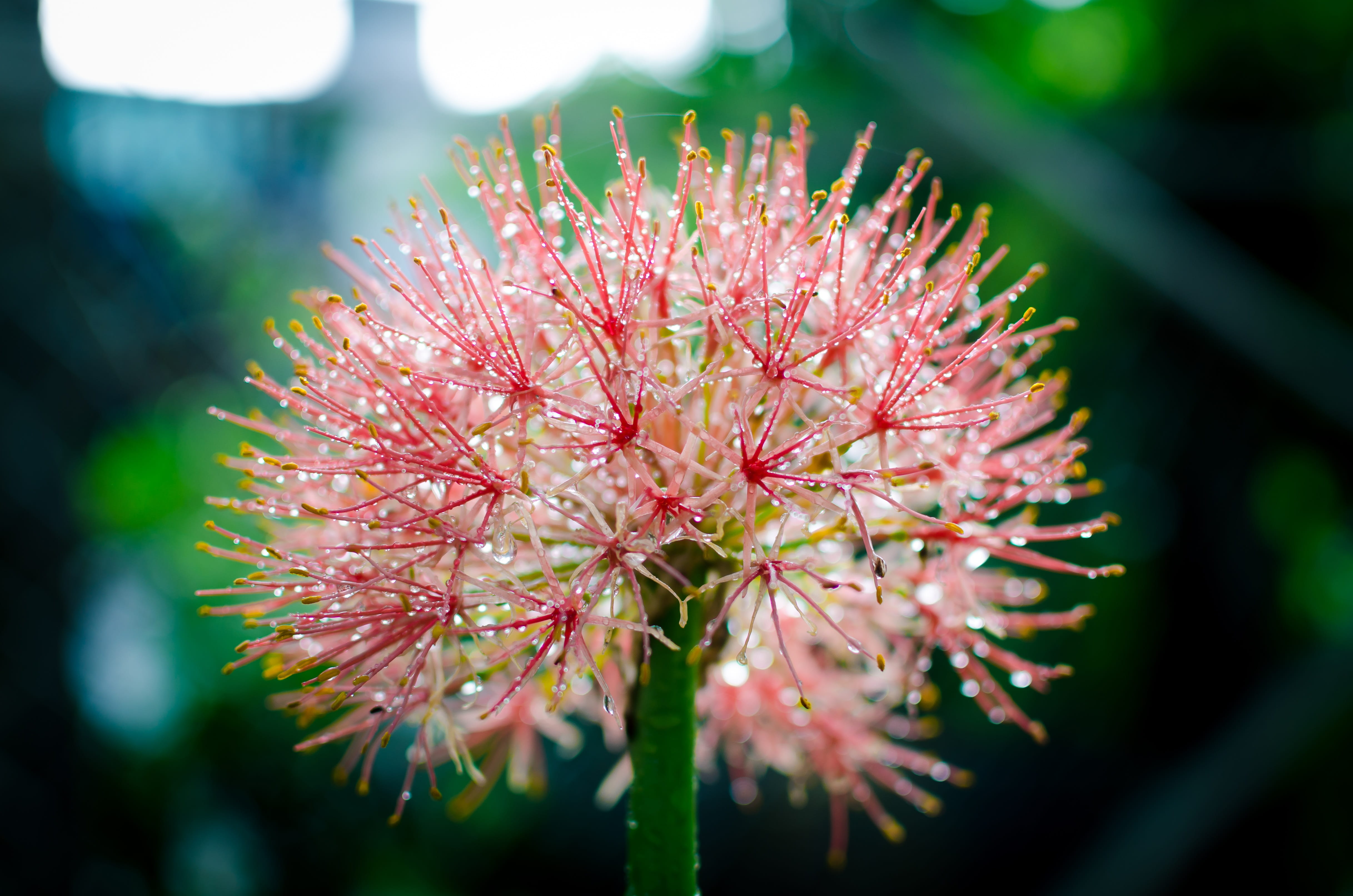 close-up, day, outdoors, sunlight, beautiful flowers, nice, natural, flowers in the sun, flaunted, tree, fragility, blooming, botany, dew drops on flowers, HD Wallpaper