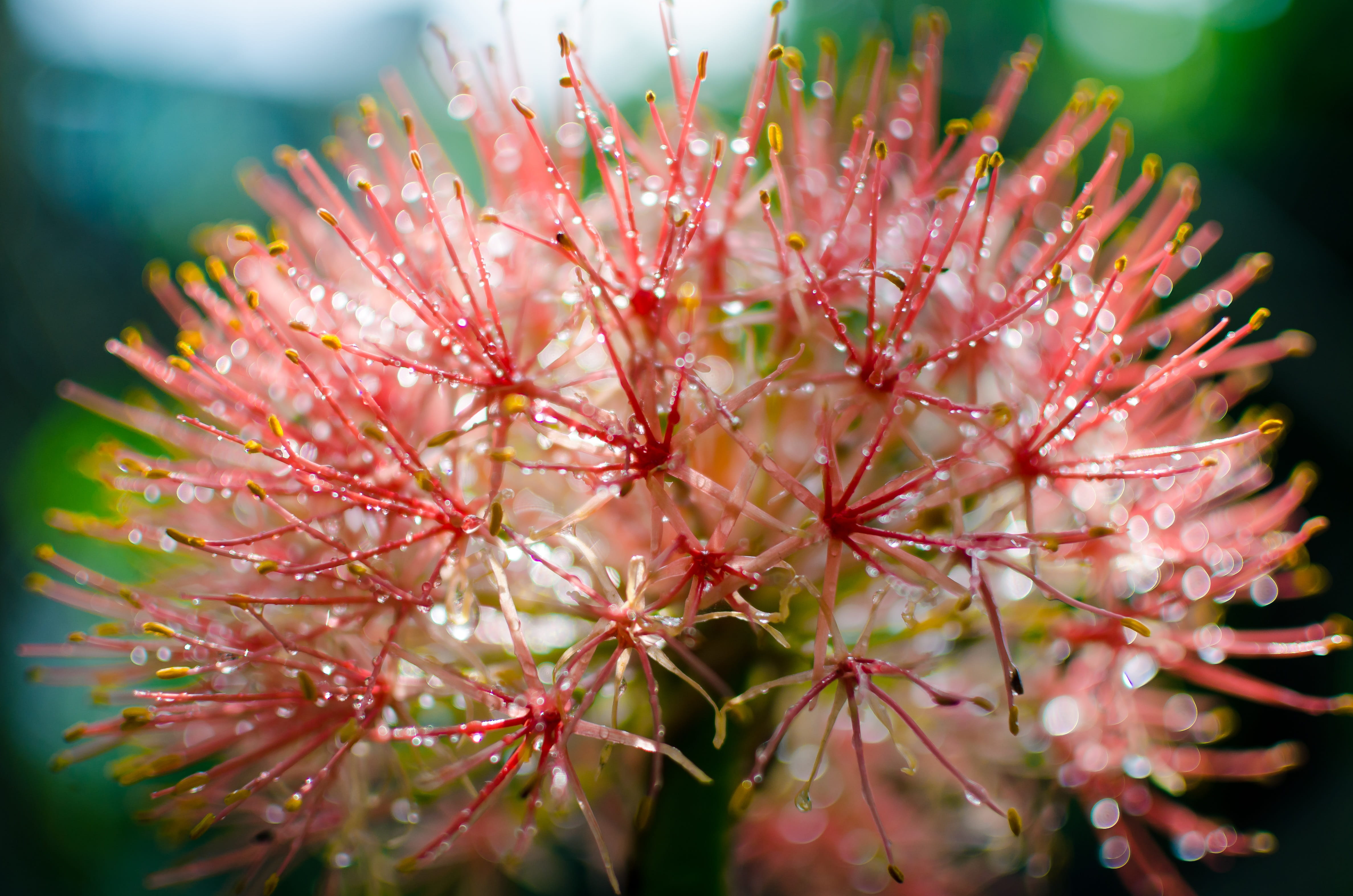 growth, outdoors, flower, fragility, flaunted, inflorescence, selective focus, blooming, flower closeup, nature, no people, freshness, color, dew drops, HD Wallpaper