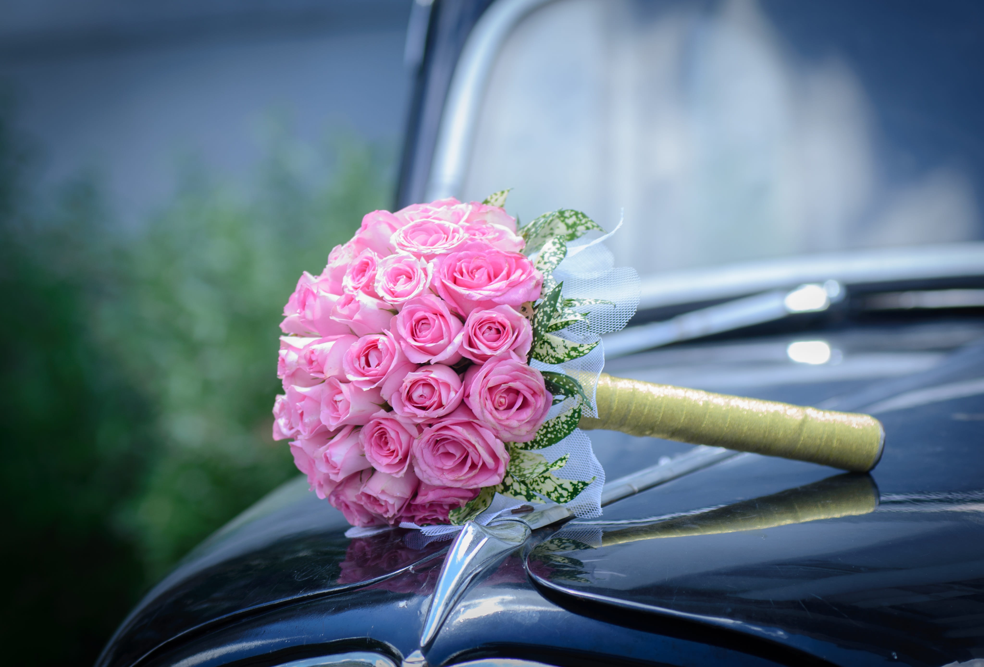 black, rose, vulnerability, flower head, car, close-up, background, outdoors, day, pink color, land vehicle, flower bride, seductive, nature, no people, HD Wallpaper
