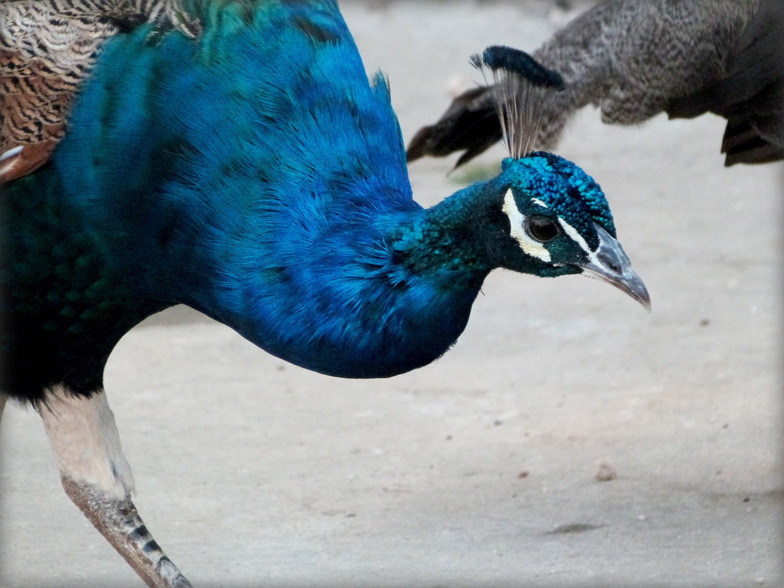blue, 2K, flaunt, bird, habitat, animal neck, green, peafowl, wing, photography, nature, exhibition, elegance, multi Colored, male Animal, feather, animal, HD Wallpaper