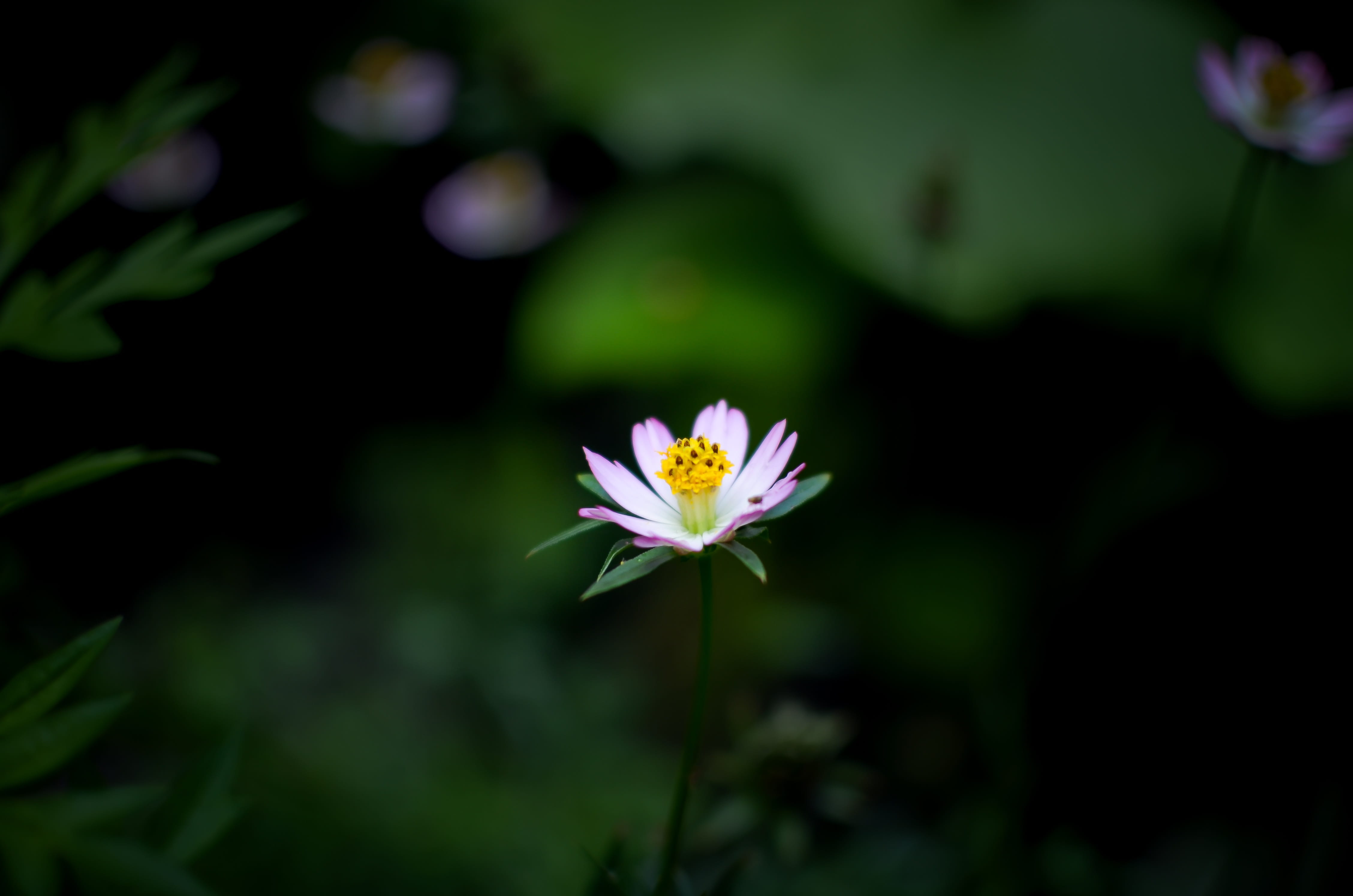 day, beauty in nature, background, growth, plant, flower head, selective focus, close-up, inflorescence, fragility, pollen, 4K, freshness, no people, blooming, HD Wallpaper