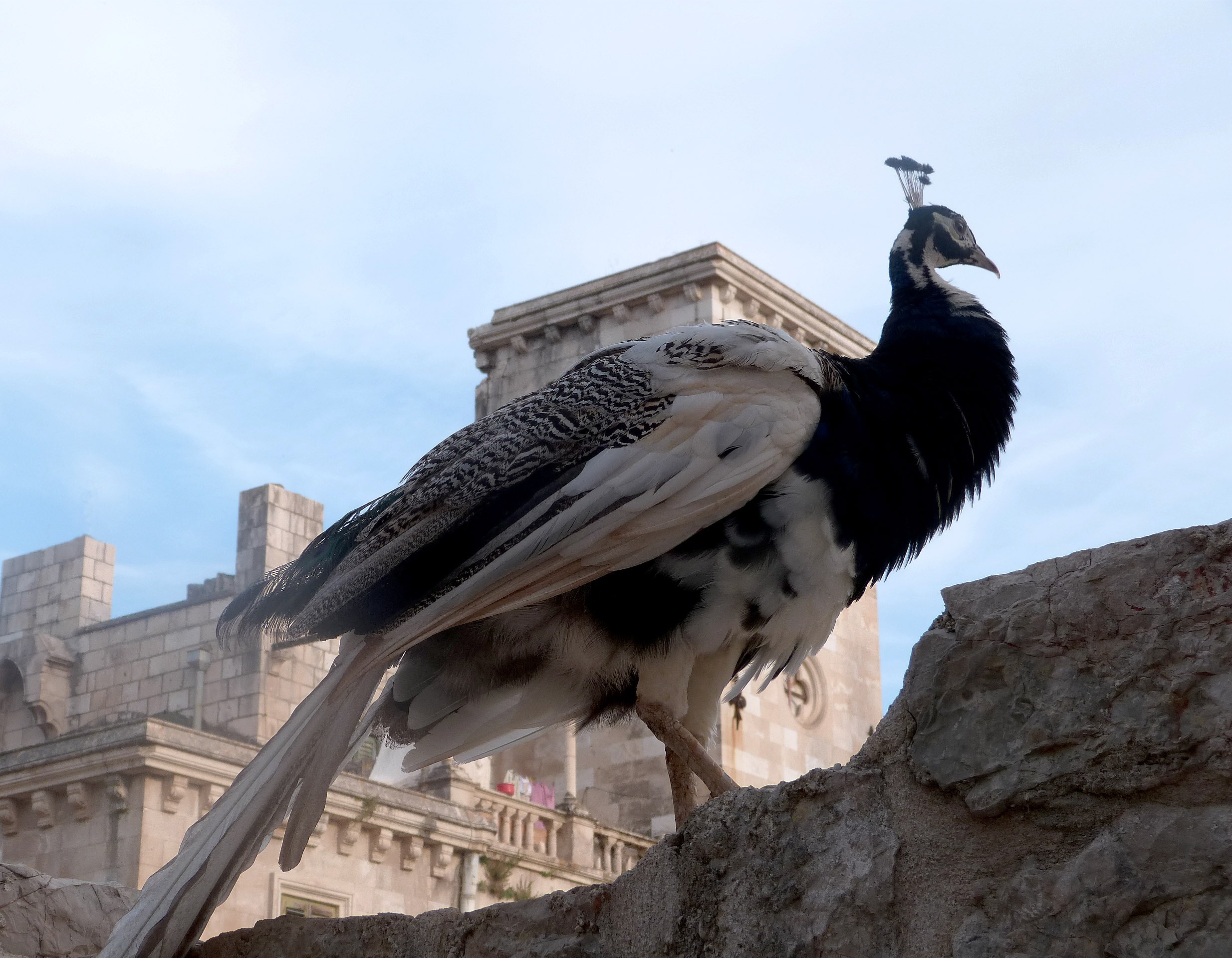 day, birdwatching, flaunt, no people, black, zoo, white, sky, solid, 1080P, outdoors, bright, vibrant, cloud - sky, beak, feather, fowl, animals in the wild, HD Wallpaper