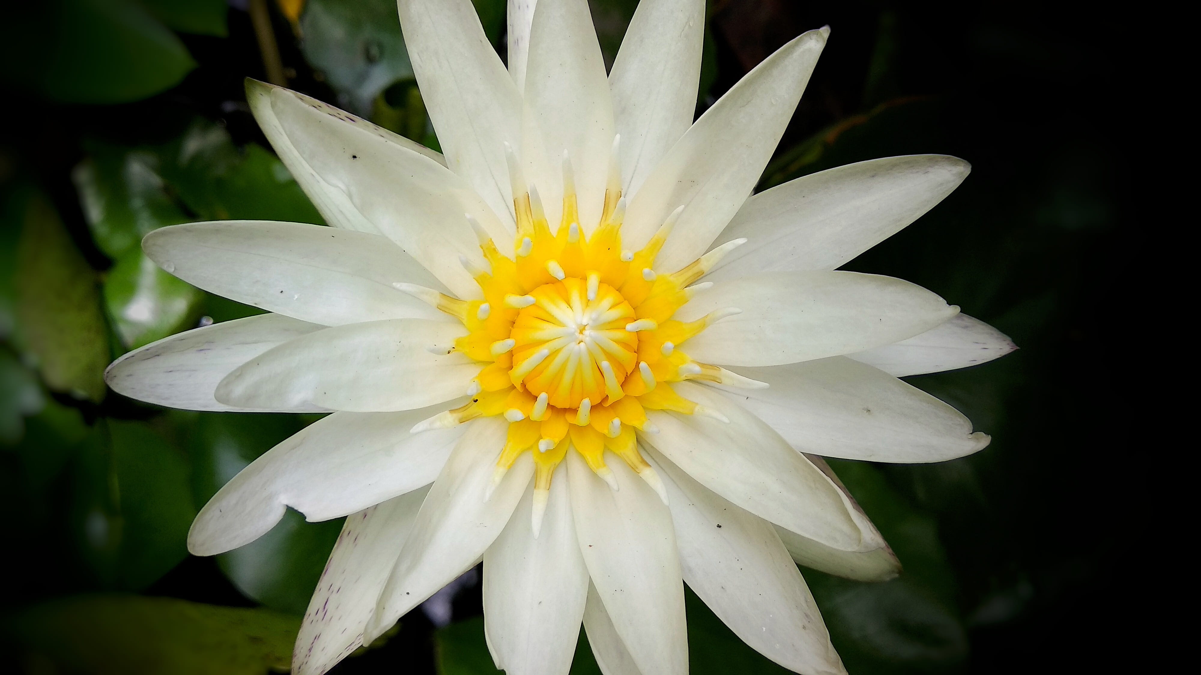 growth, symmetry, soft focus, 4K, fragility, petal, flower, beauty in nature, no people, inflorescence, white color, aquatic, freshness, flaunted, plant, HD Wallpaper