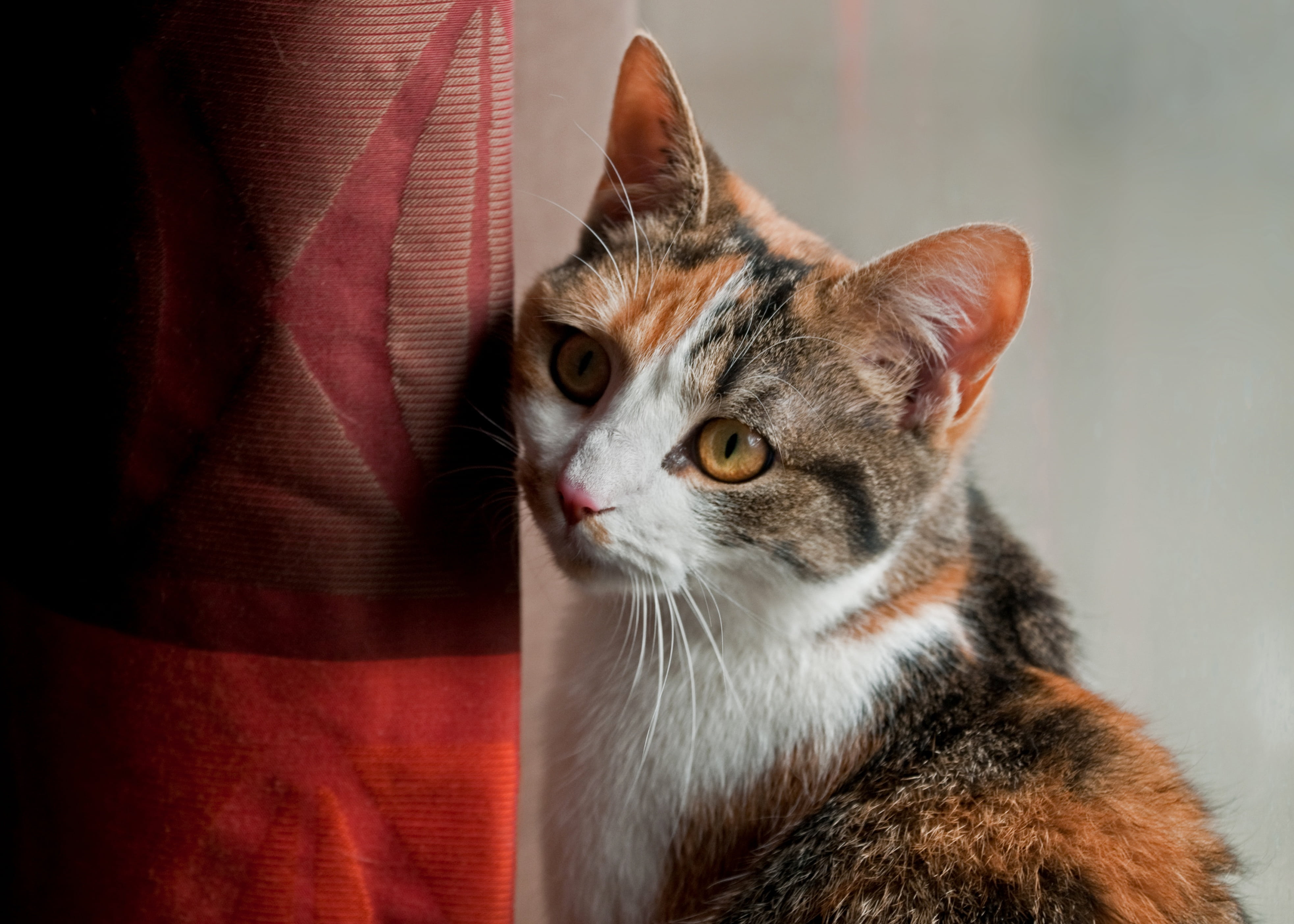 feline, look, looking away, animal, pets, vertebrate, one animal, animal themes, no people, focus, 4K, domestic animal, looking, photo, cute, tabby, mammal, HD Wallpaper