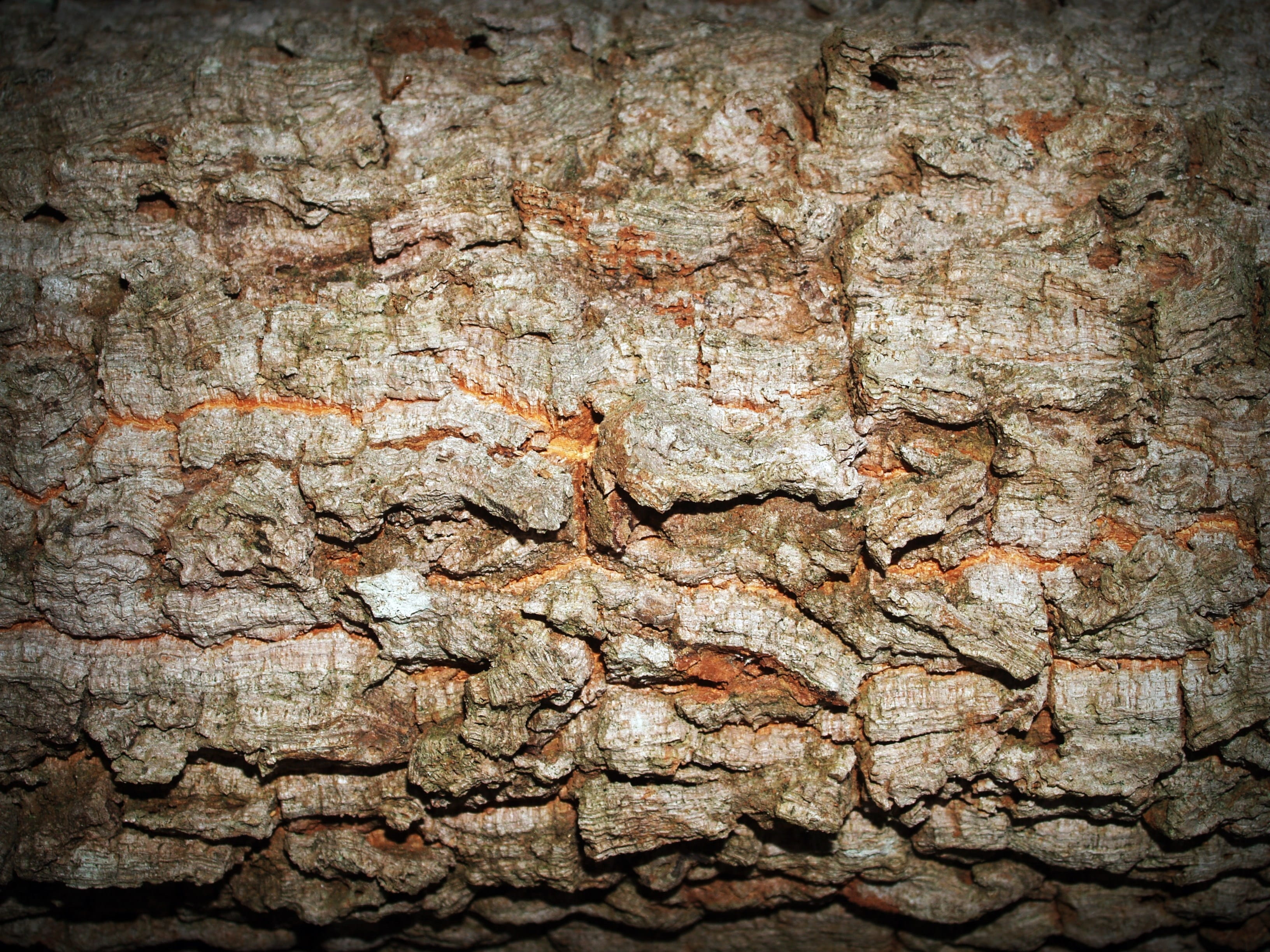 barn, skin, backgrounds, history, pattern, full frame, rugged, textured effect, plant, line, forestry, design, wall - building feature, wood, aging, board, HD Wallpaper