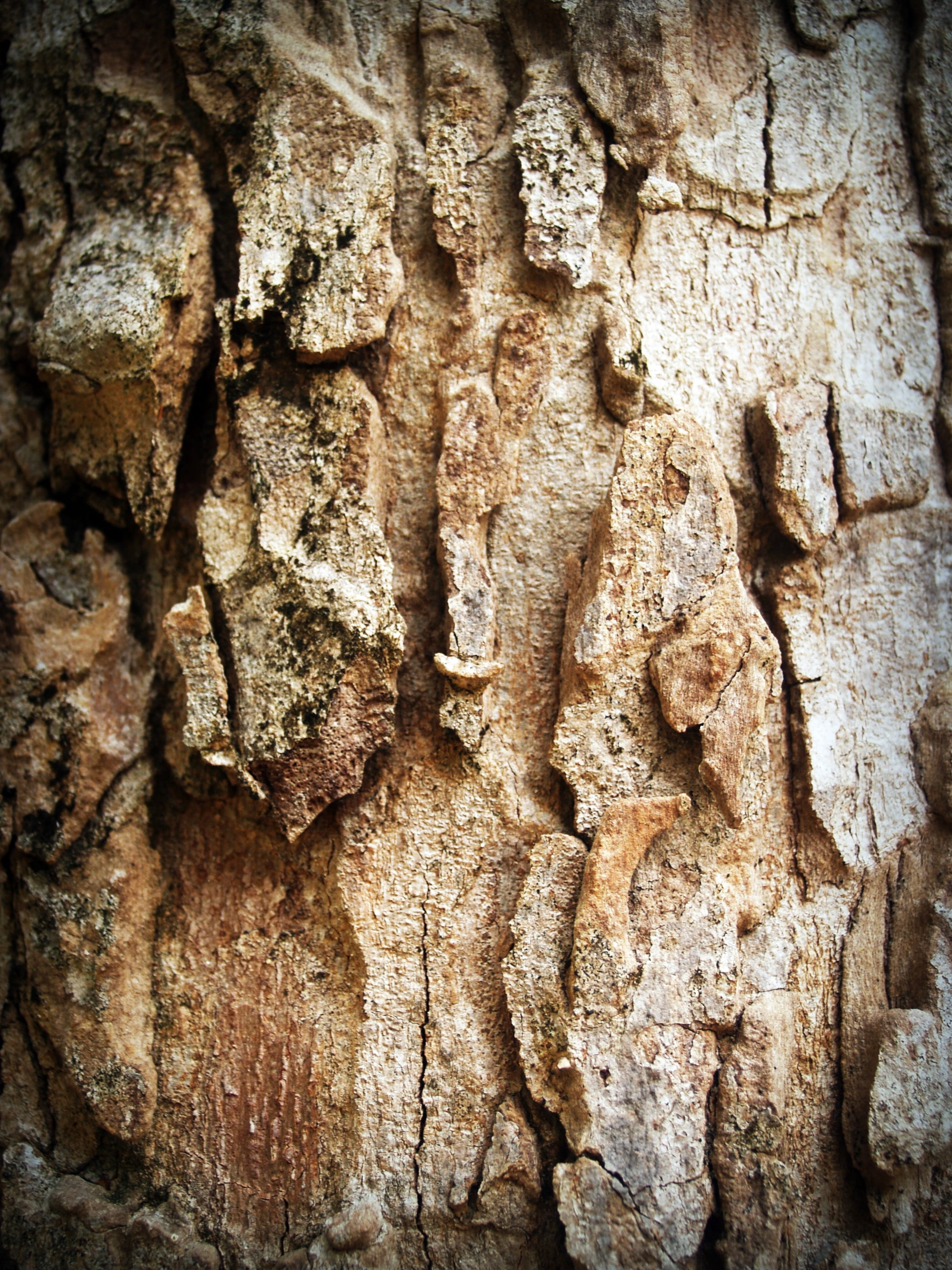 full frame, surface, timber, protection, carving - craft product, history, tree trunk, closeup, backgrounds, line, plank, time, rotten, pattern, natural, Phone HD Wallpaper