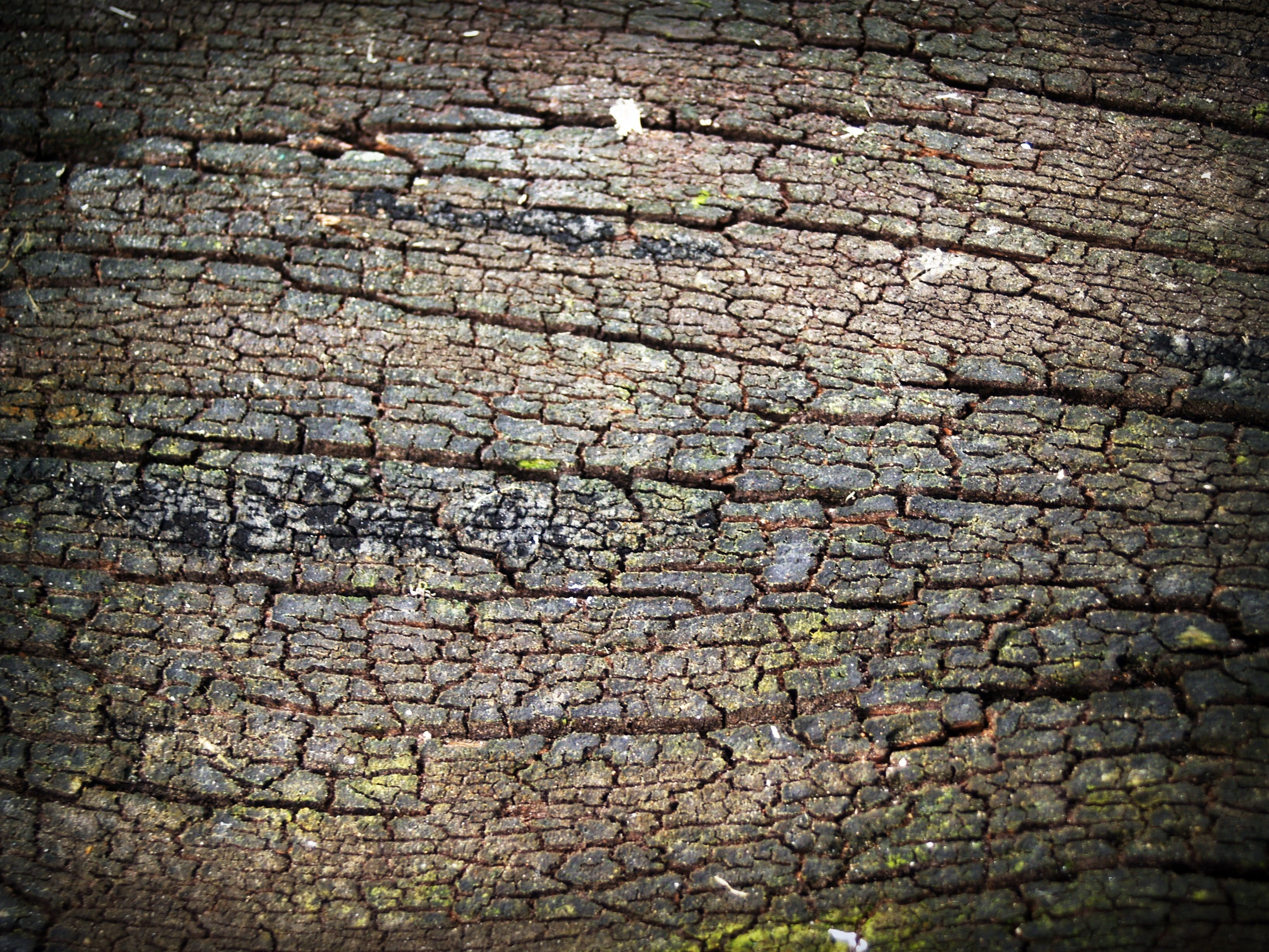 Tree, no people, corroded, forestry, rough, rotten, aging, pattern, grunge, Pine, rugged, material, forest, antique, plank, detail, weathered, plant, old, HD Wallpaper
