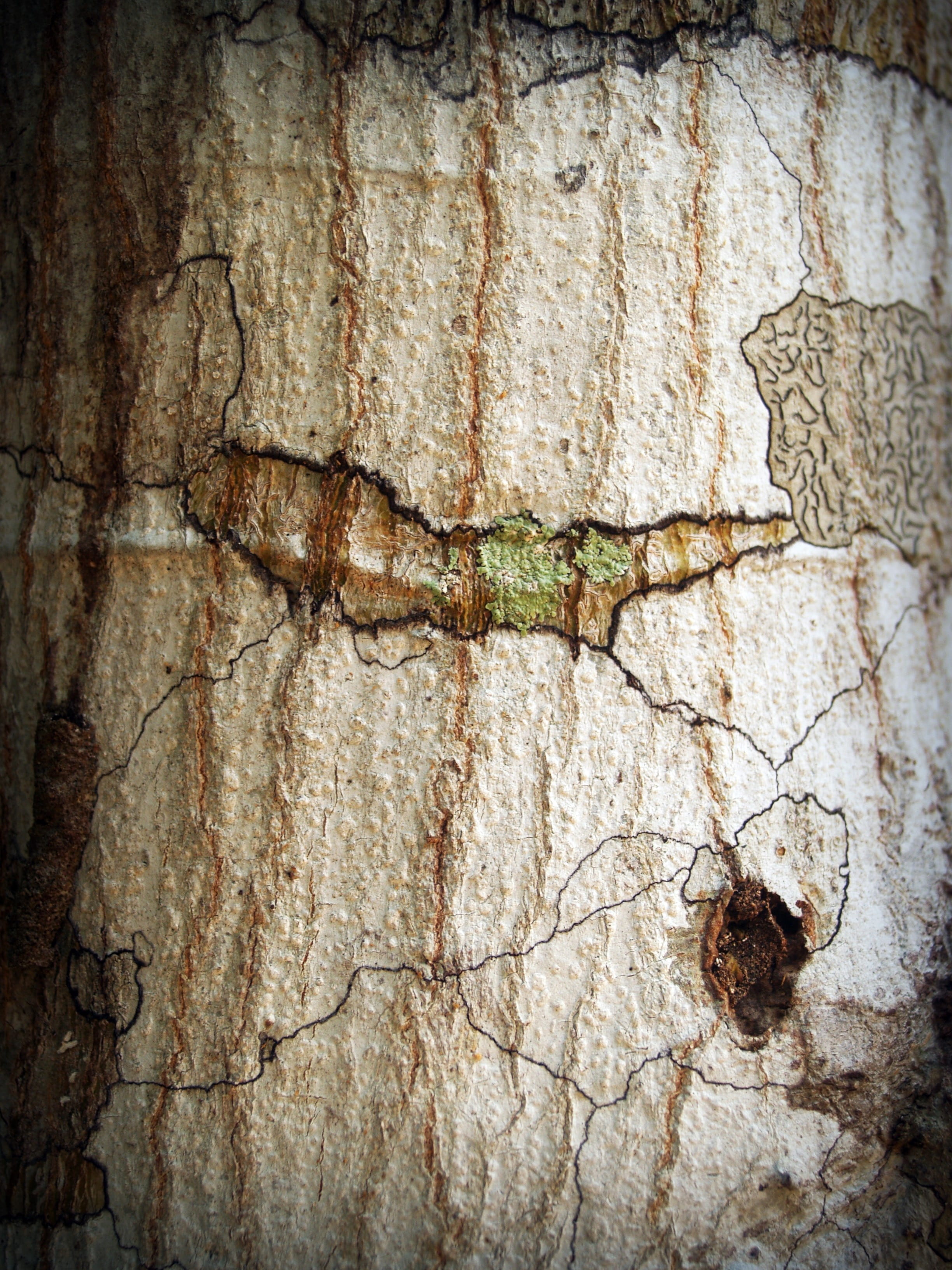 bark, no people, line, animal, material, day, texture, wood, cracked, close-up, insect, detail, tracery, weathered, built structure, pattern, abstract, Phone HD Wallpaper