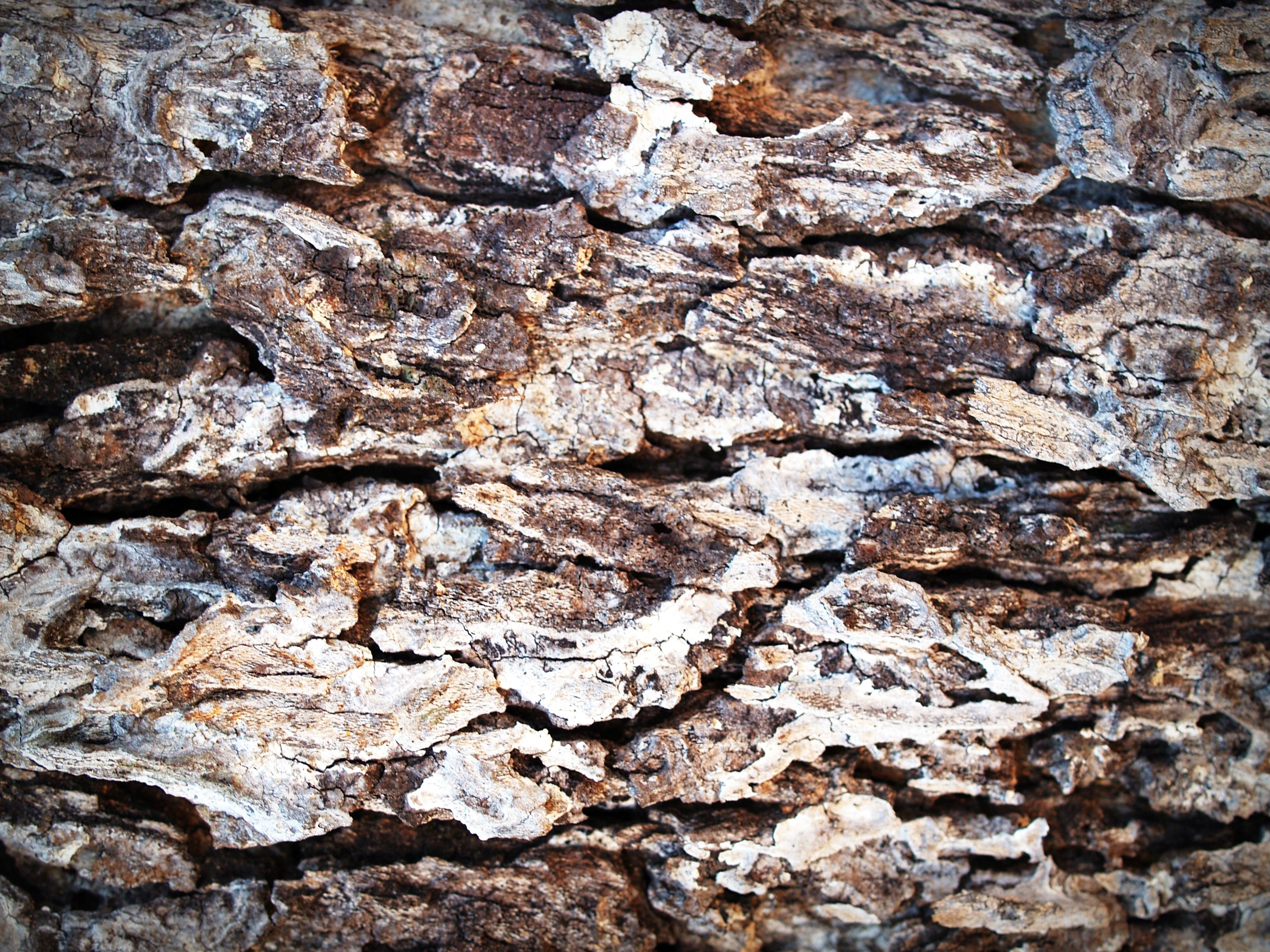 extreme close-up, no people, corroded, plant, woodwork, weathered, texture, board, time, plant bark, backgrounds, trunk, textured, aging, background, wood - Material, HD Wallpaper