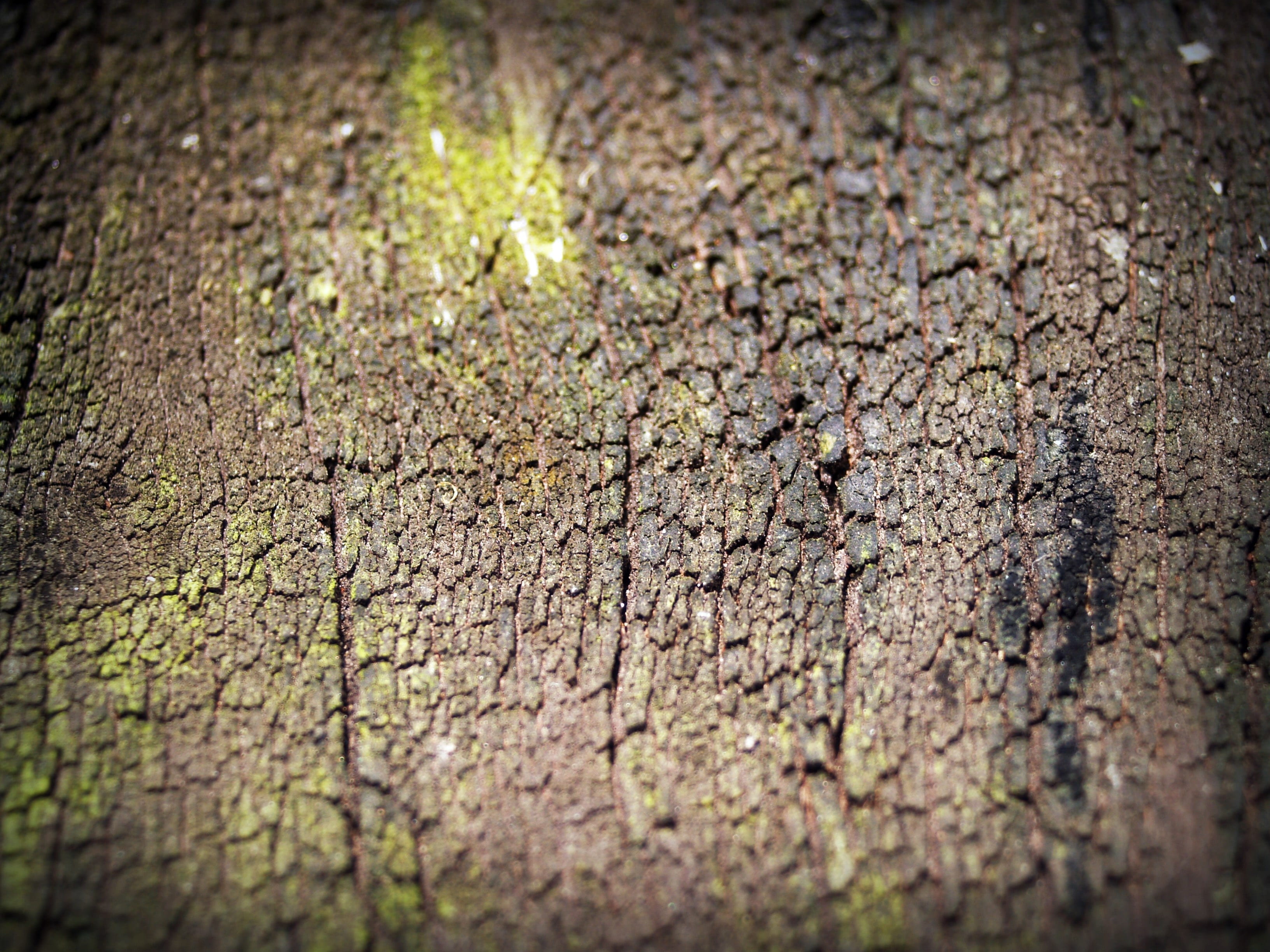 natural, pine, lumber, rotten, background, tree, history, dry, forest, rugged, surface, macro, antique, full frame, design, natural pattern, cracked, trunk, HD Wallpaper