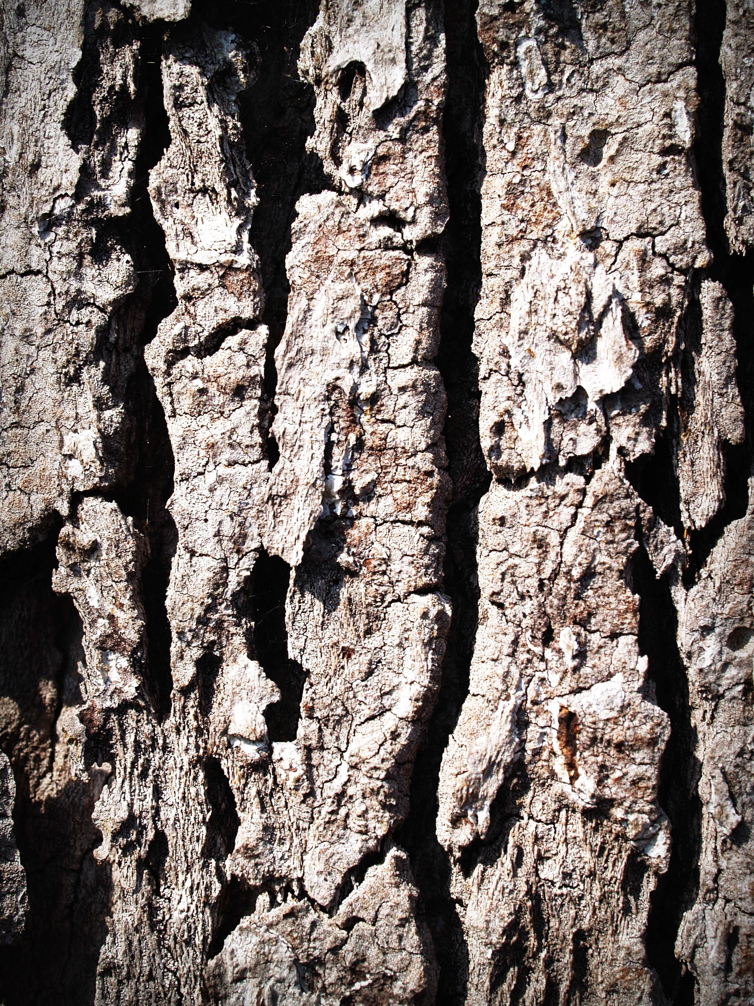 rough, plant, time, texture, brown, detail, surface, corroded, macro, lumber, aging, line, close-up, closeup, trunk, abstract, dry, full frame, tracery, Phone HD Wallpaper