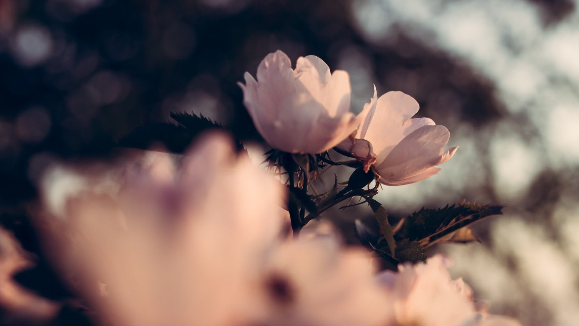 macro, gardening, outdoors, 500px, springtime, no people, Denis Petrov, fragility, petal, 1080P, vulnerability, freshness, tree, blossom, beauty in nature, HD Wallpaper