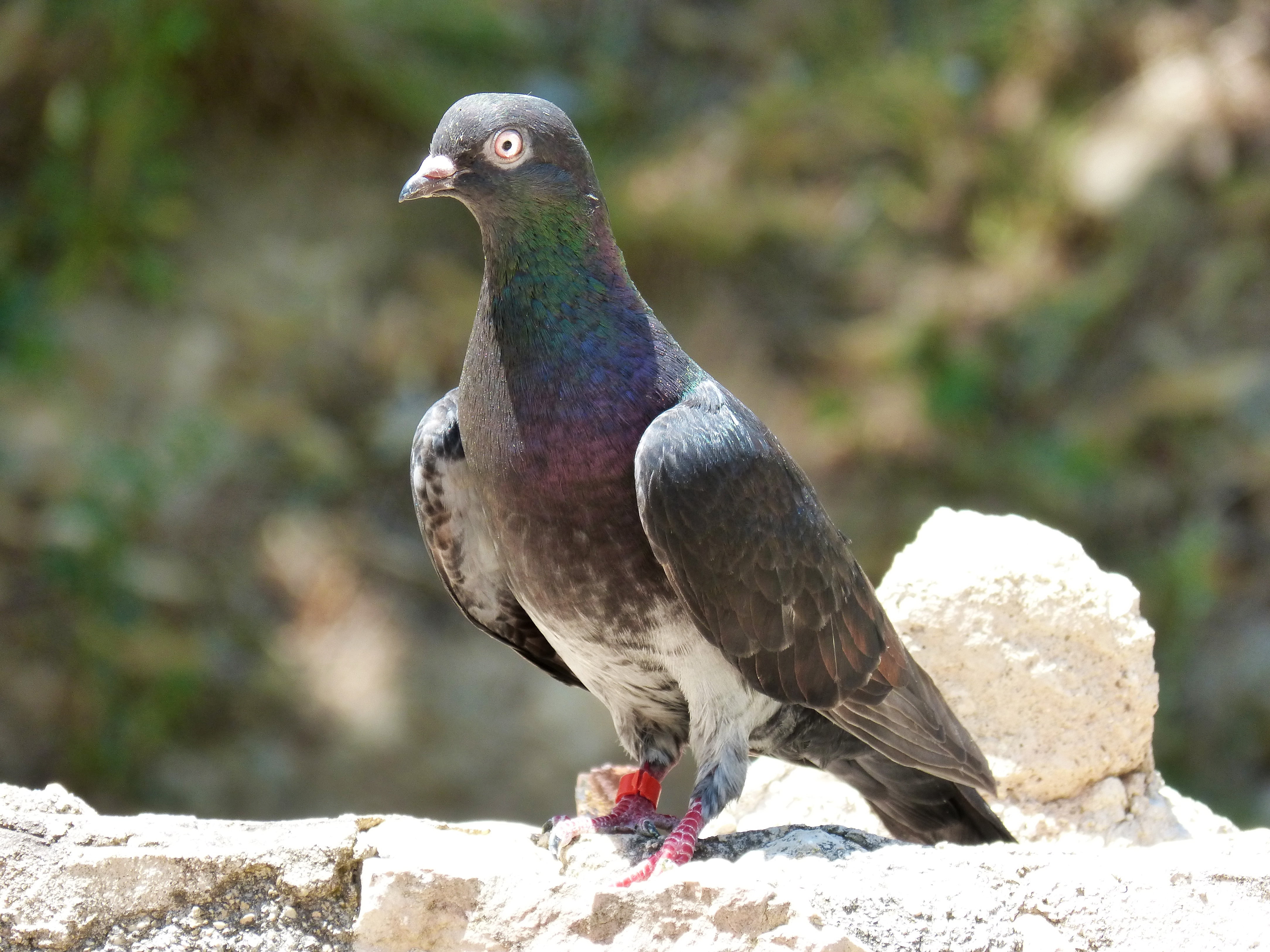 full length, outdoors, bird, animal, perching, retaining wall, vol catalan colom, pigeon racing, day, race, vertebrate, breeding, rock, rock - object, 4K, HD Wallpaper