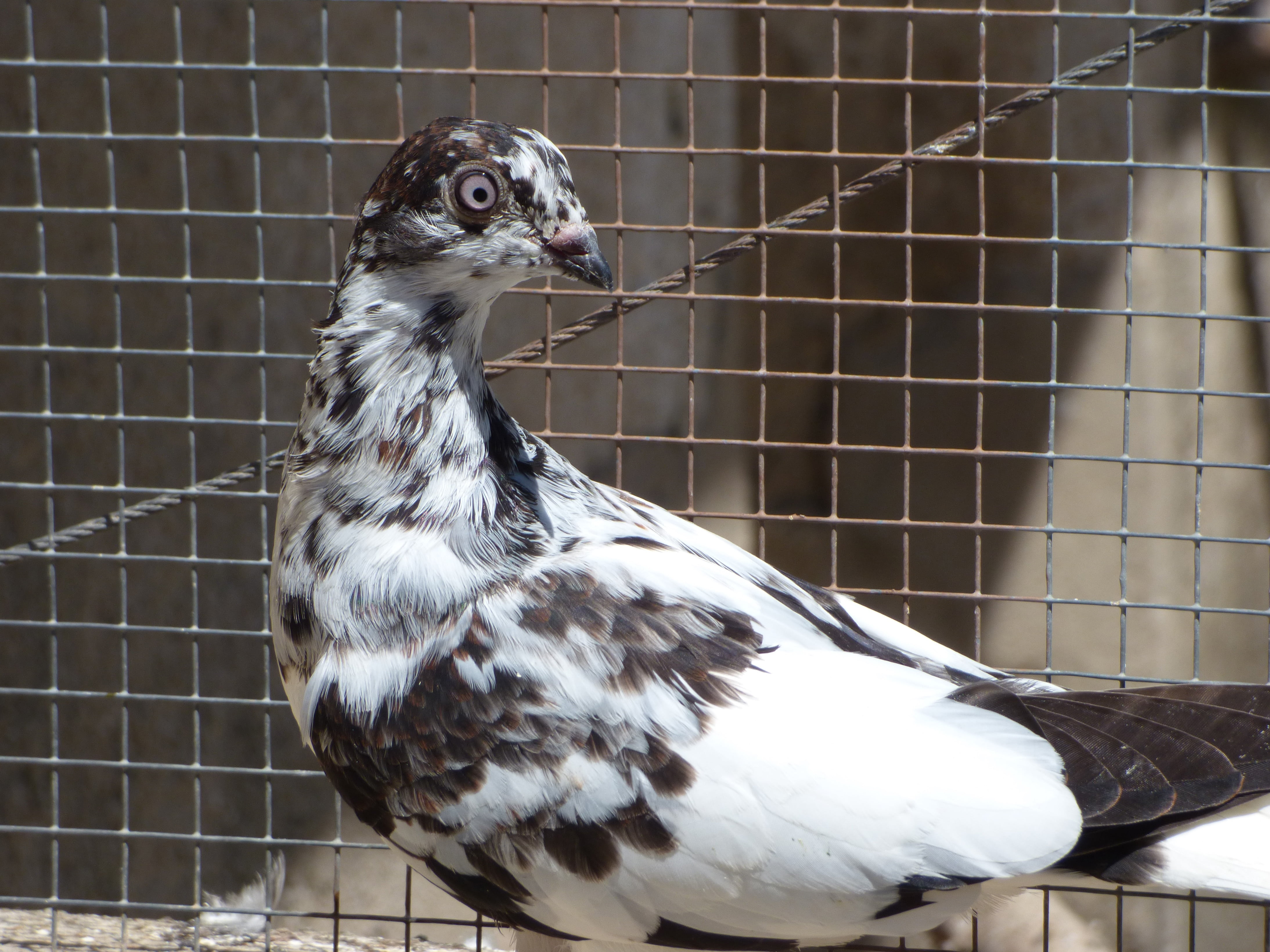 animal themes, focus on foreground, zoo, breeding, looking, vol catalan colom, priorat, one animal, nature, paloma, fence, animals in captivity, pigeon racing, HD Wallpaper