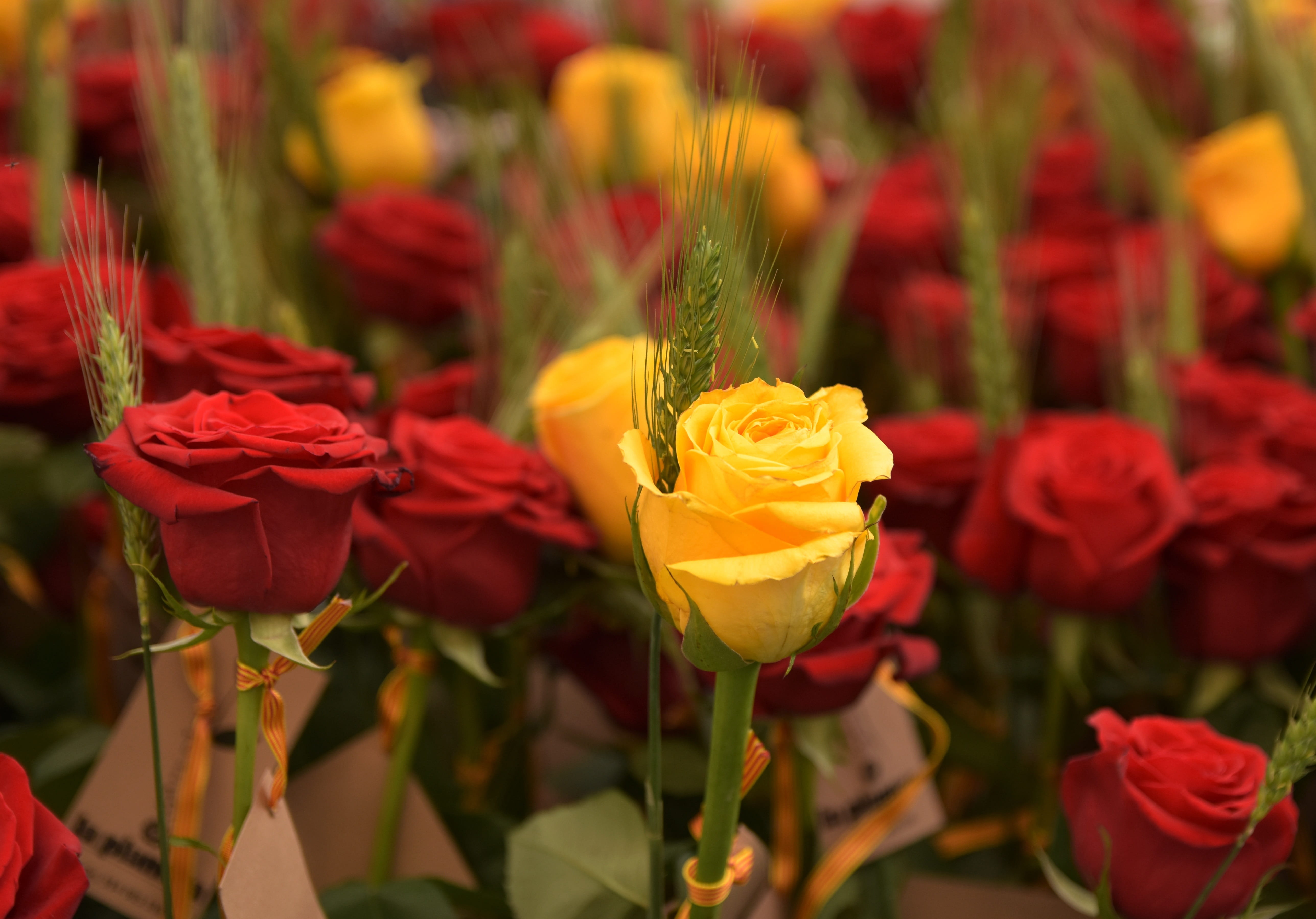 close-up, bouquet, petal, flowering plant, rose, flower head, catalan, yellow, catalonia, fragility, growth, tradition, pollen, sant jordi, vulnerability, HD Wallpaper