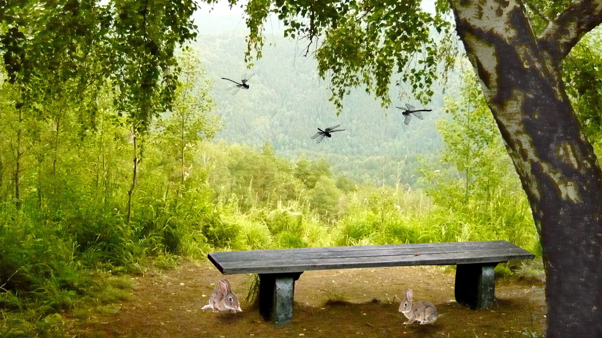 day, land, bench, park bench, animal wildlife, animal, growth, animal themes, furniture, seat, outdoors, flying, no people, tree, bird, furnishing, outdoor, HD Wallpaper