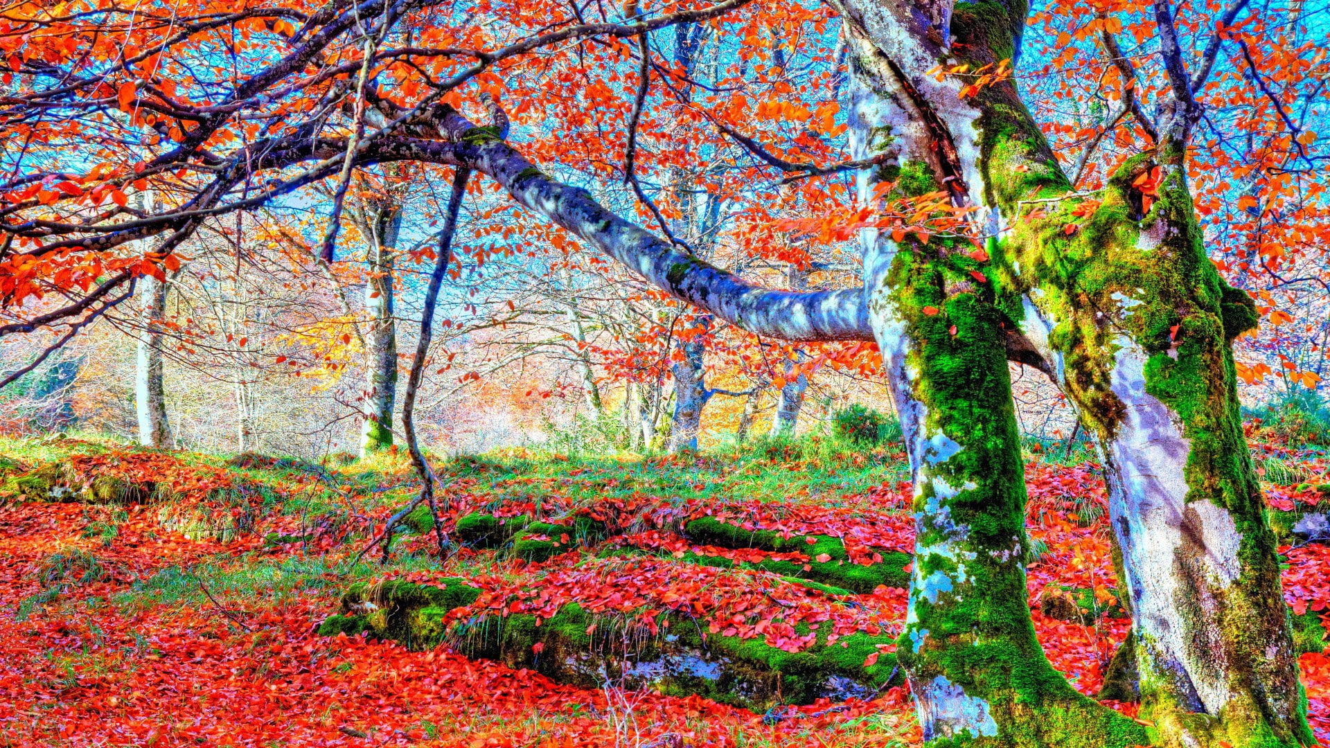 puzzle, art, map, rug, game, design, jigsaw puzzle, pattern, nature, furnishing, texture, floor cover, 1080P, HD Wallpaper