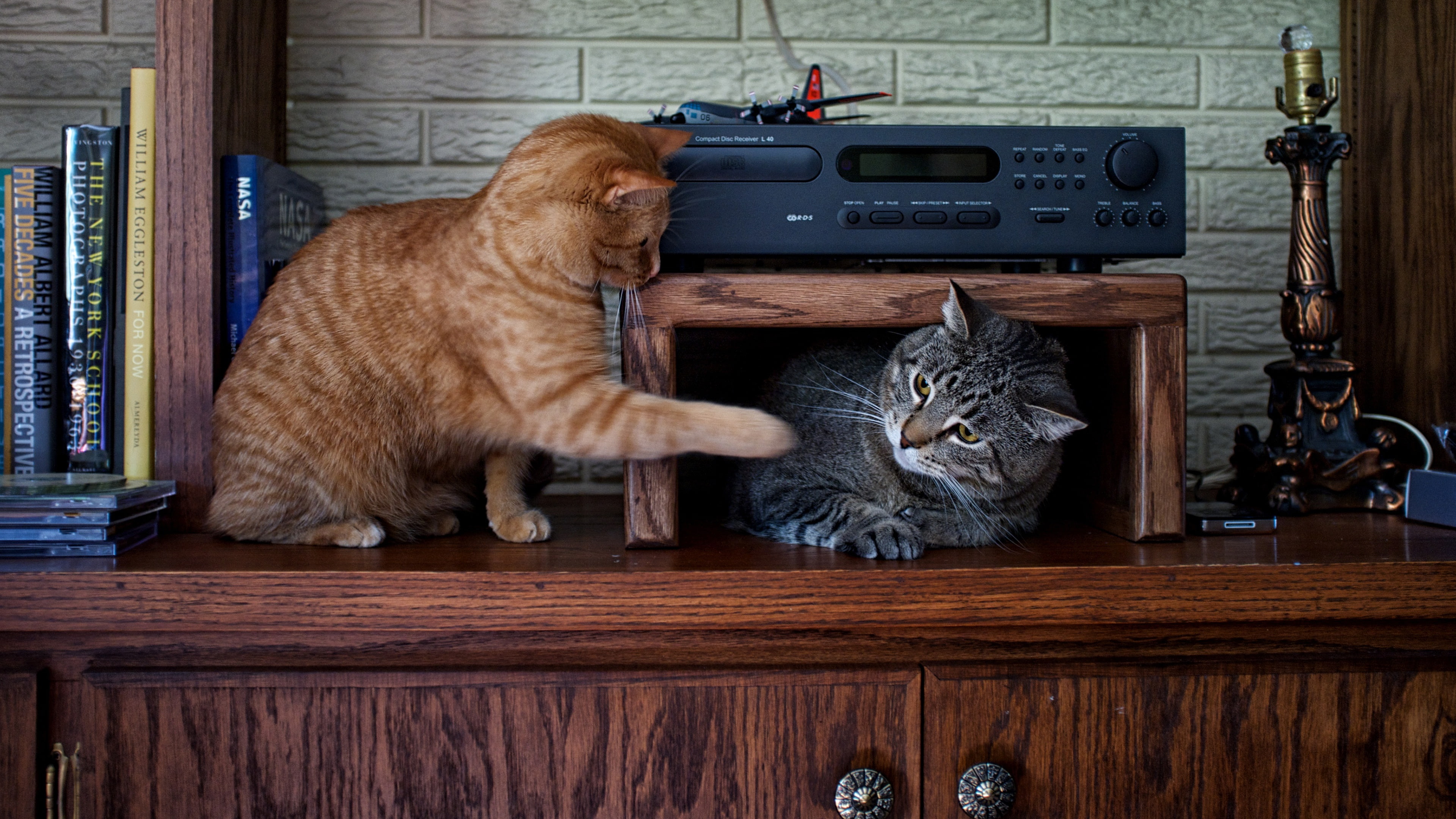 entertainment, cat, red, striped, friends, a couple, candle holder, wardrobe, chubby, furniture, 4K, two, shelf, fun, receiver, grey, the game, two cats, HD Wallpaper