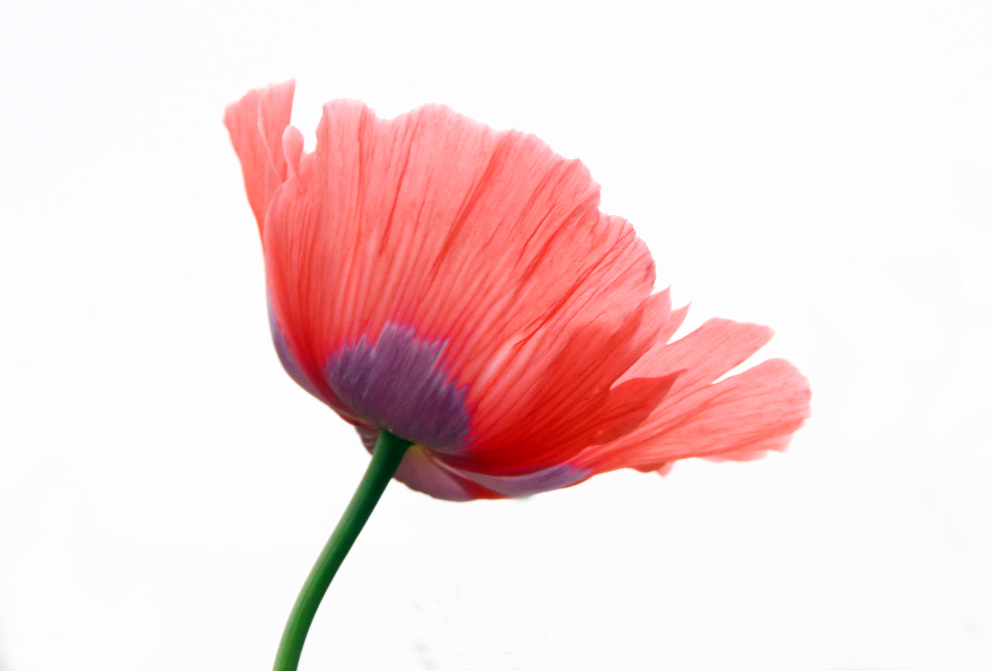 poppies, purple, red, single, flower Head, poppy, flower, 2K, petal, pink Color, close-up, nature, single Flower, plant, beauty In Nature, HD Wallpaper