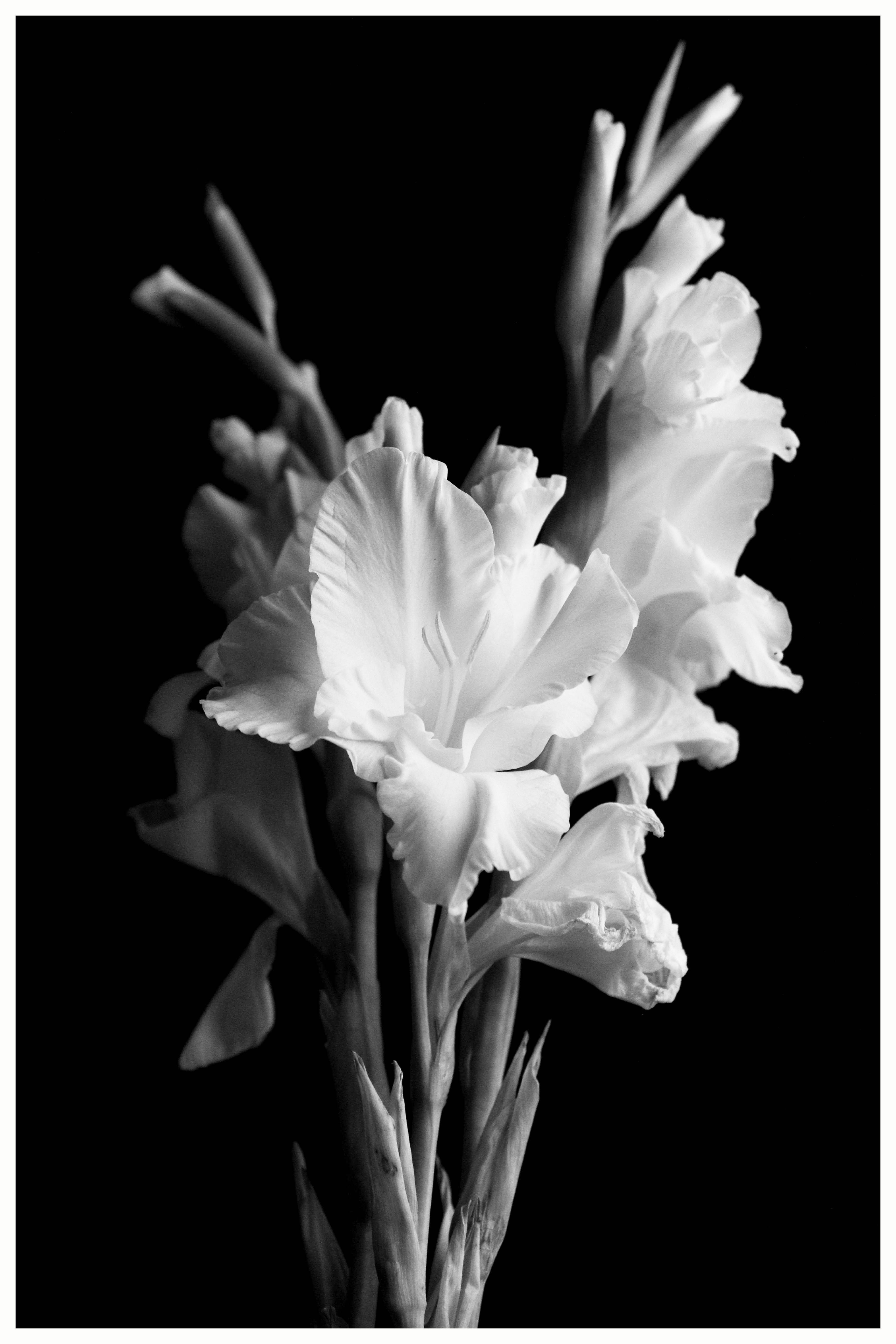 lily, plant, auto post production filter, black, botany, monochrome, no people, studio shot, pollen, Black, flower head, white, floral, flowering plant, Phone HD Wallpaper