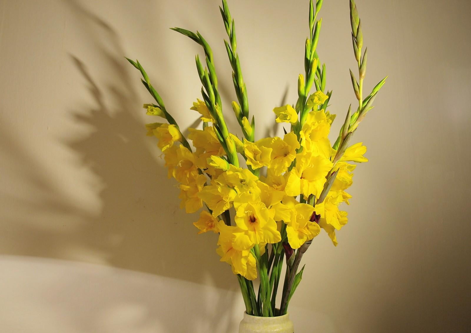 petal, freshness, yellow, flower arrangement, blossom, plant, vulnerability, springtime, close-up, fragility, inflorescence, bunch of flowers, colors, backgrounds, HD Wallpaper