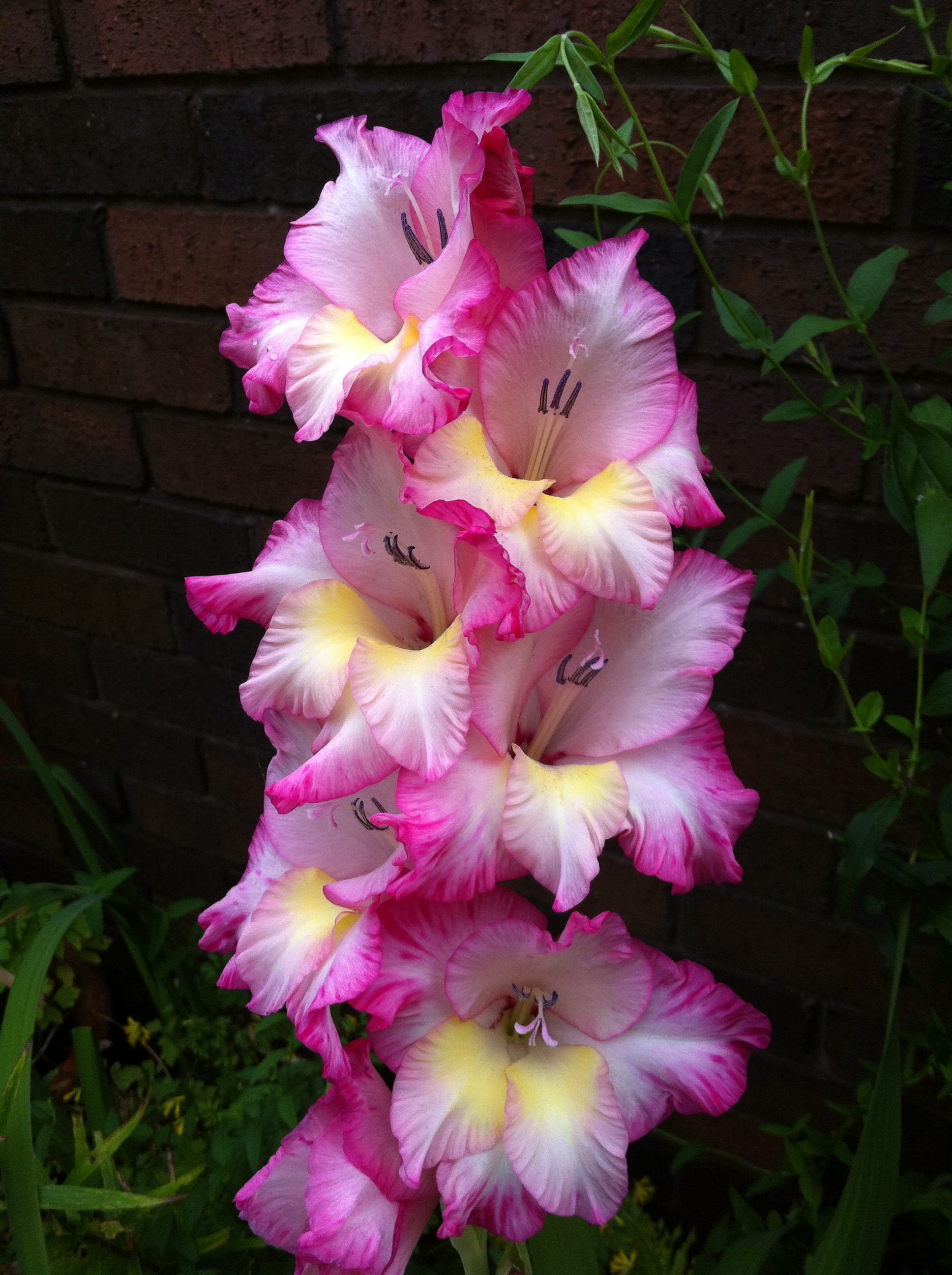 vulnerability, gladioli, day, flower, growth, outdoors, botany, petal, no people, white, freshness, pink color, 2K, high angle view, flowering plant, fragility, Phone HD Wallpaper