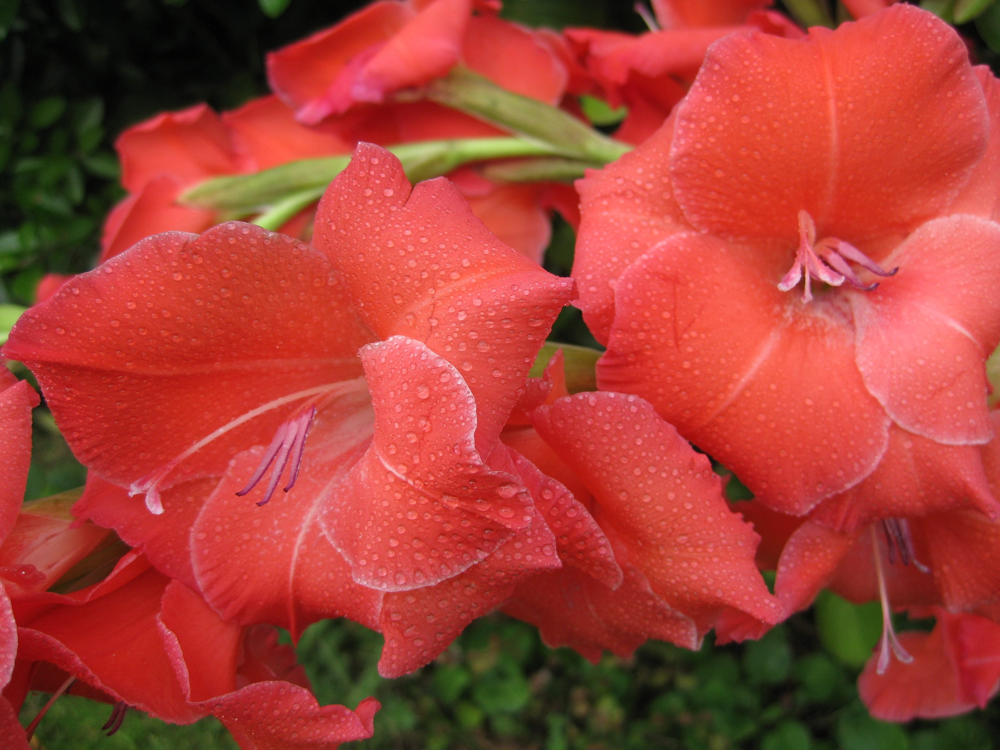close-up, flower, fragility, agriculture, wet, gladiolus, leaf, botanical, red, blossom, organic, water, flower head, petal, horticulture, dew, stem, herb, HD Wallpaper