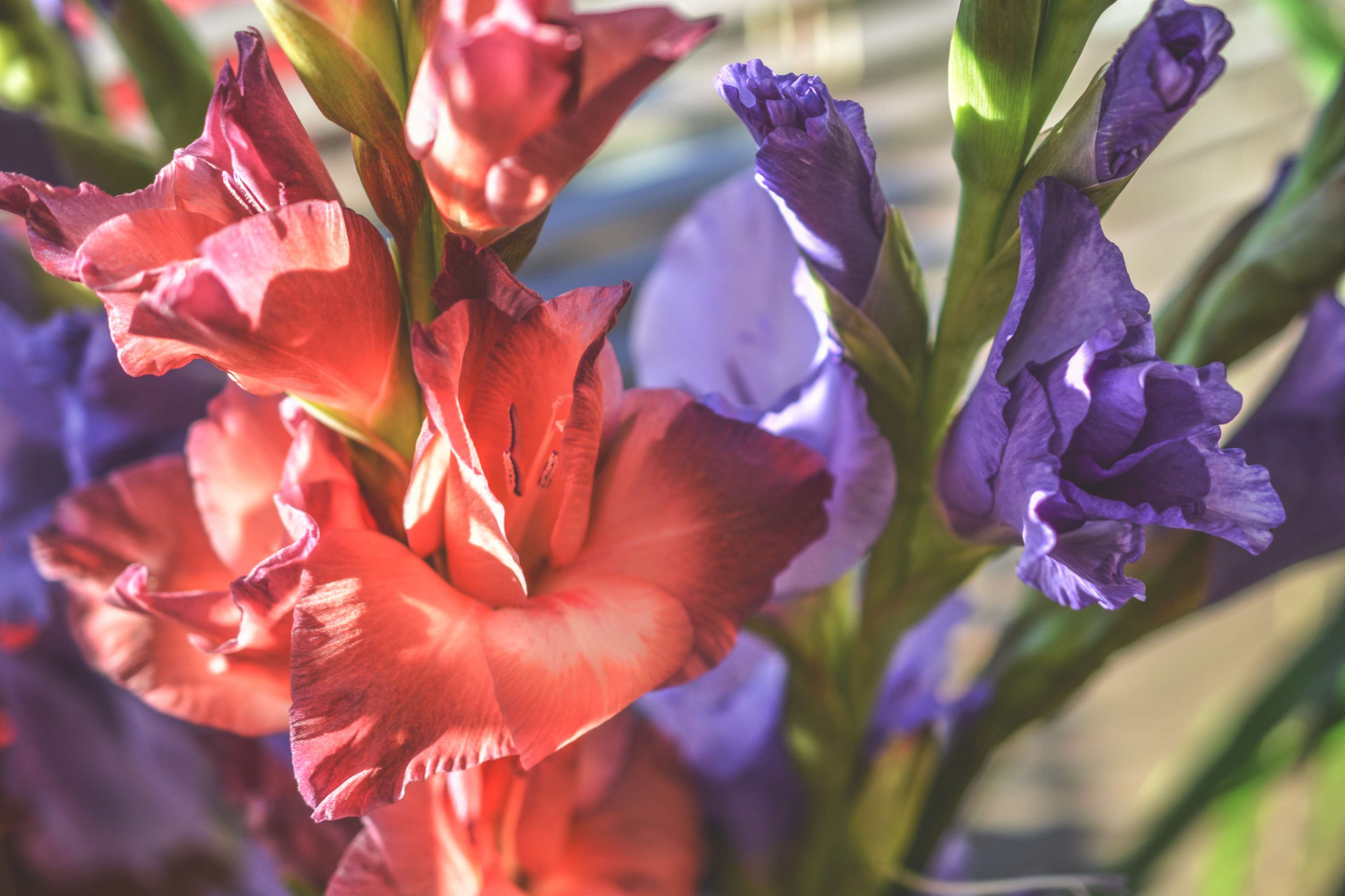 springtime, botanical, bright, blossom, gladioli, 4K, delicate, no people, husk, flower head, plant, flowers, natural, sunlight, flora, blooming, purple, HD Wallpaper