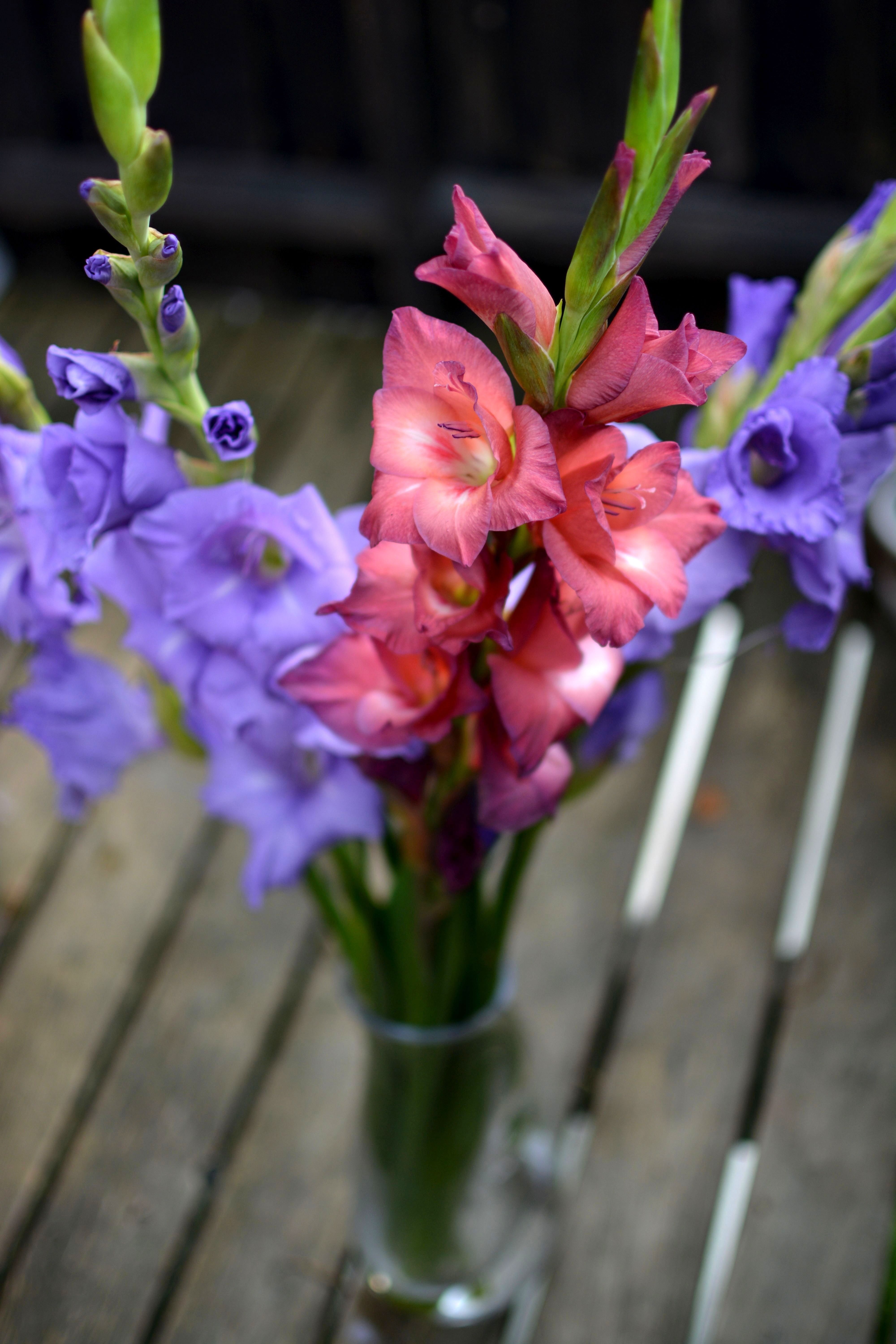 close-up, plant, day, seasonal, 5K, flower, outdoors, smooth, flowers, flowering plant, romantic, flower head, floral, blur, colors, blossom, wood - Material, Phone HD Wallpaper