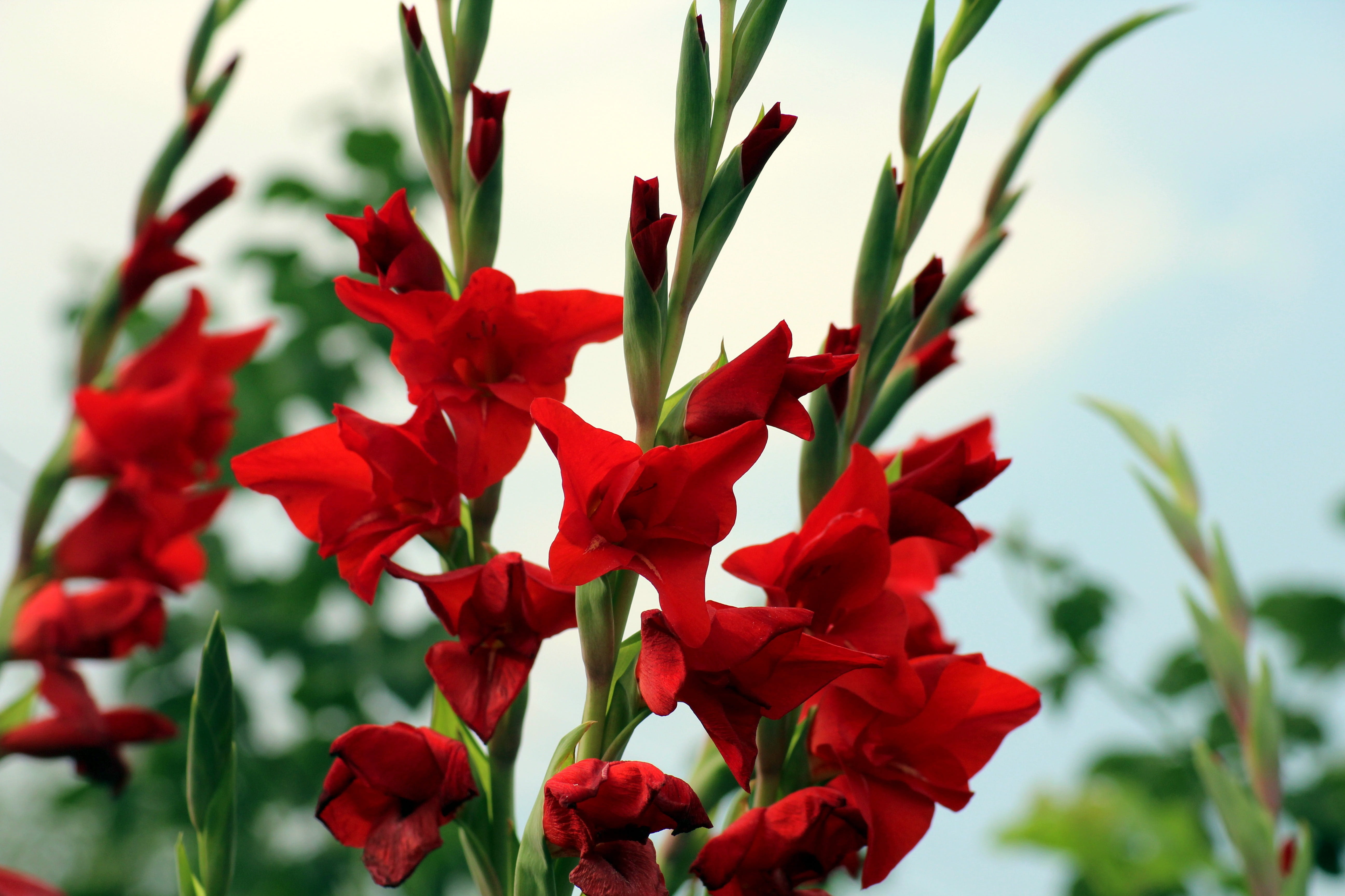 day, fresh, flowering plant, inflorescence, plant stem, plant, fragility, growth, flower head, outdoors, increases, vulnerability, plants, gladioli, flowers, HD Wallpaper