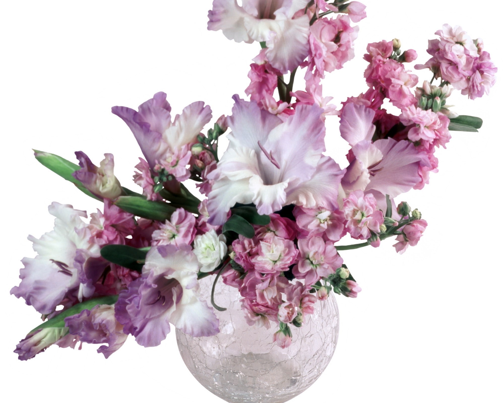 flower, flowering plant, Flowers, studio shot, fragility, close-up, pink color, arrangement, inflorescence, flower arrangement, petal, nature, plant, Bouquet, HD Wallpaper