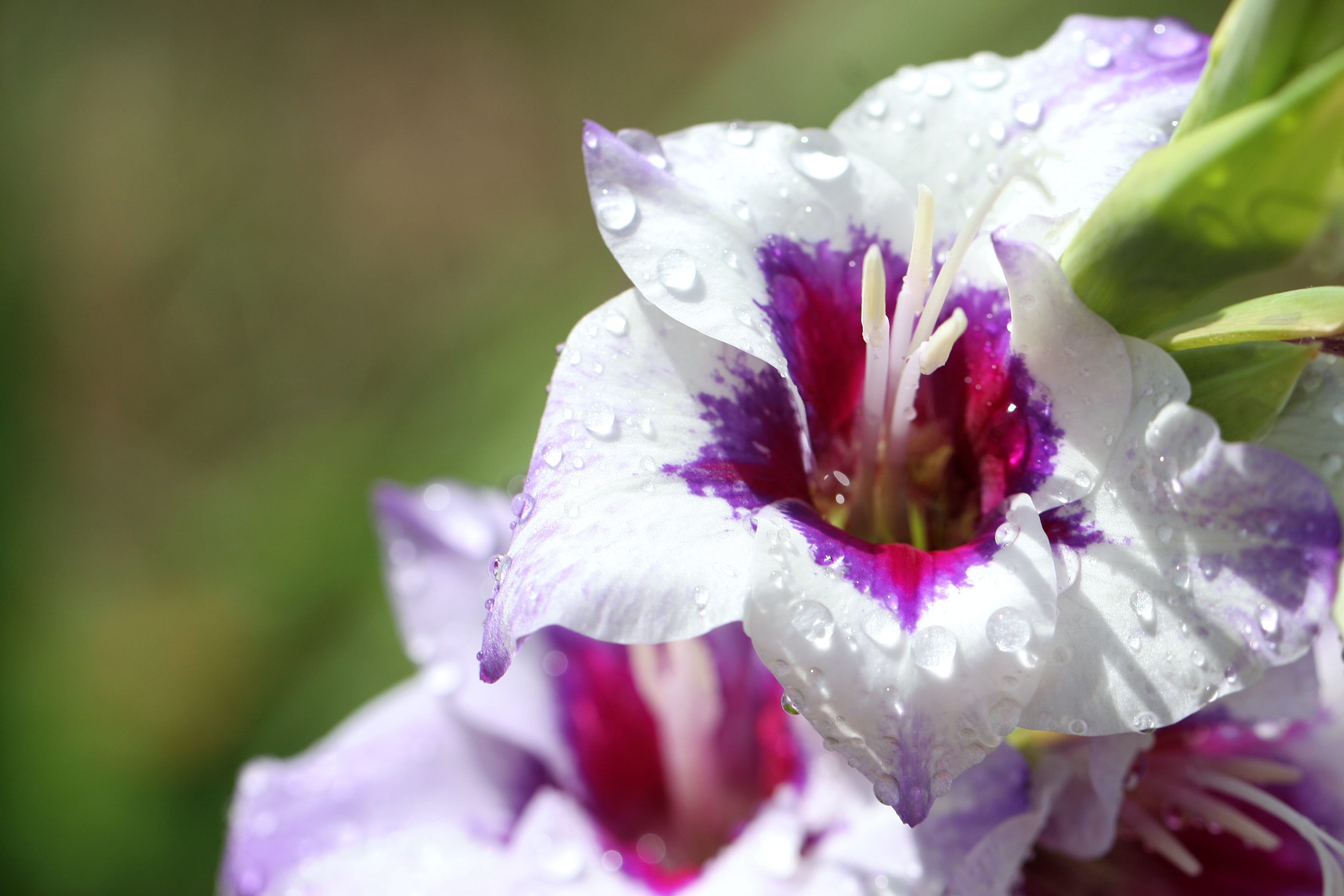 growth, natural, Gladioli, outdoors, flowering plant, botany, floriculture, nature, decorative, Gladiolus, spring, 2K, day, green, bloom, garden, close-up, HD Wallpaper