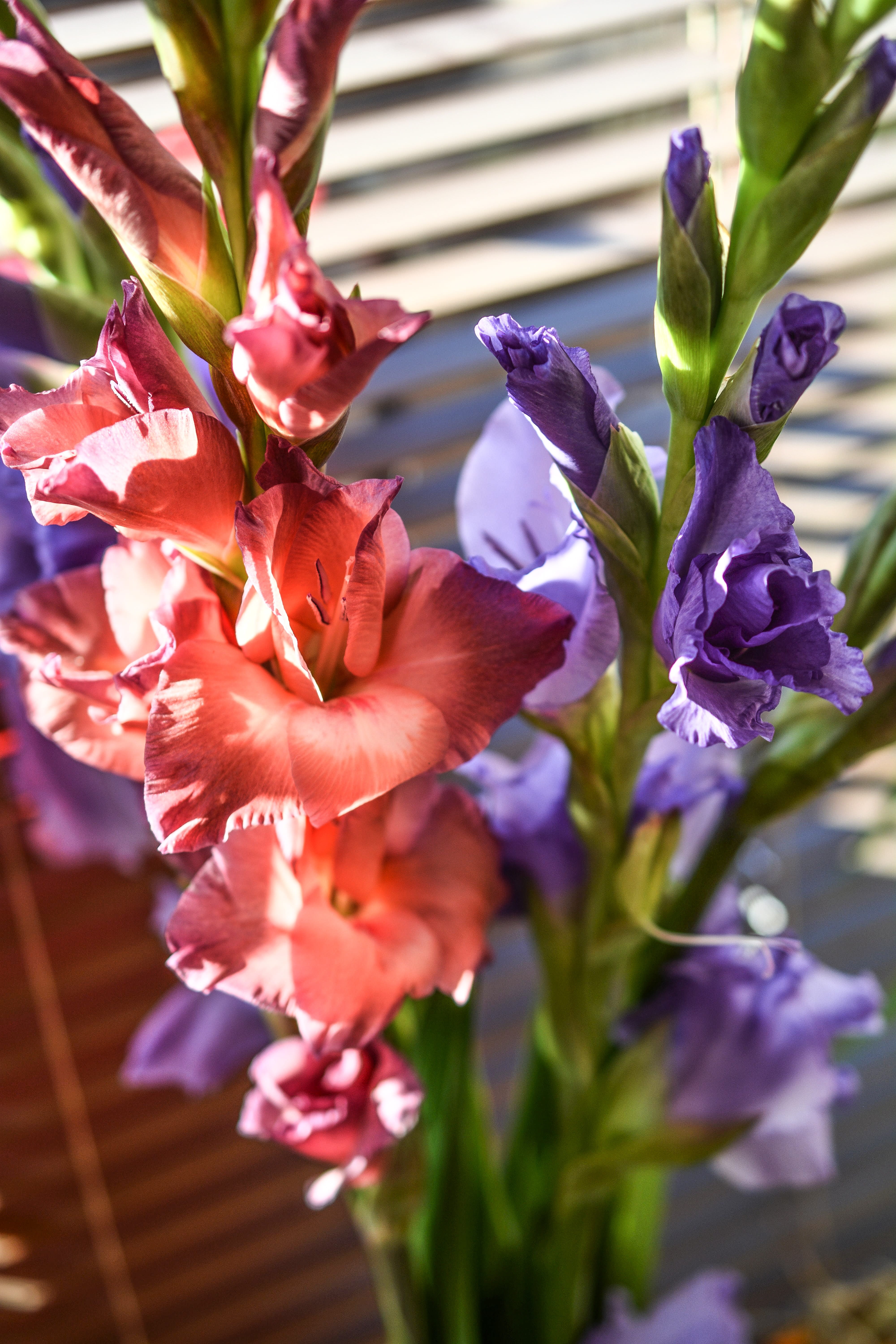 fragility, flower, petal, bouquet of flowers, blooming, Colors, 5K, Flowers, colorful, natural, flowering plant, bouquet, selective focus, outdoors, pink flowers, Phone HD Wallpaper
