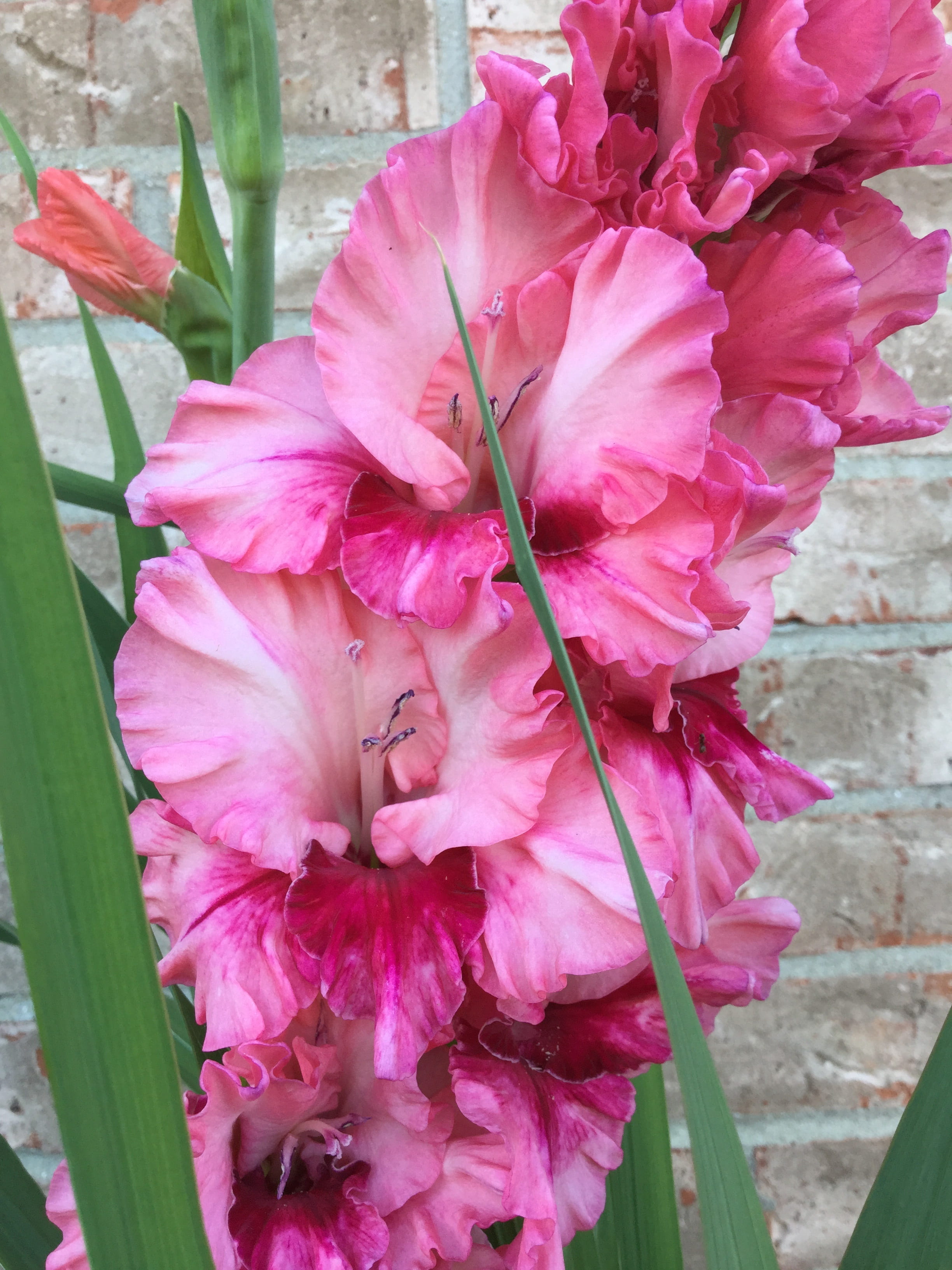 vulnerability, plant, freshness, outdoors, no people, 2K, close-up, nature, blossom, flower arrangement, gladioli, fragility, beauty in nature, springtime, Phone HD Wallpaper