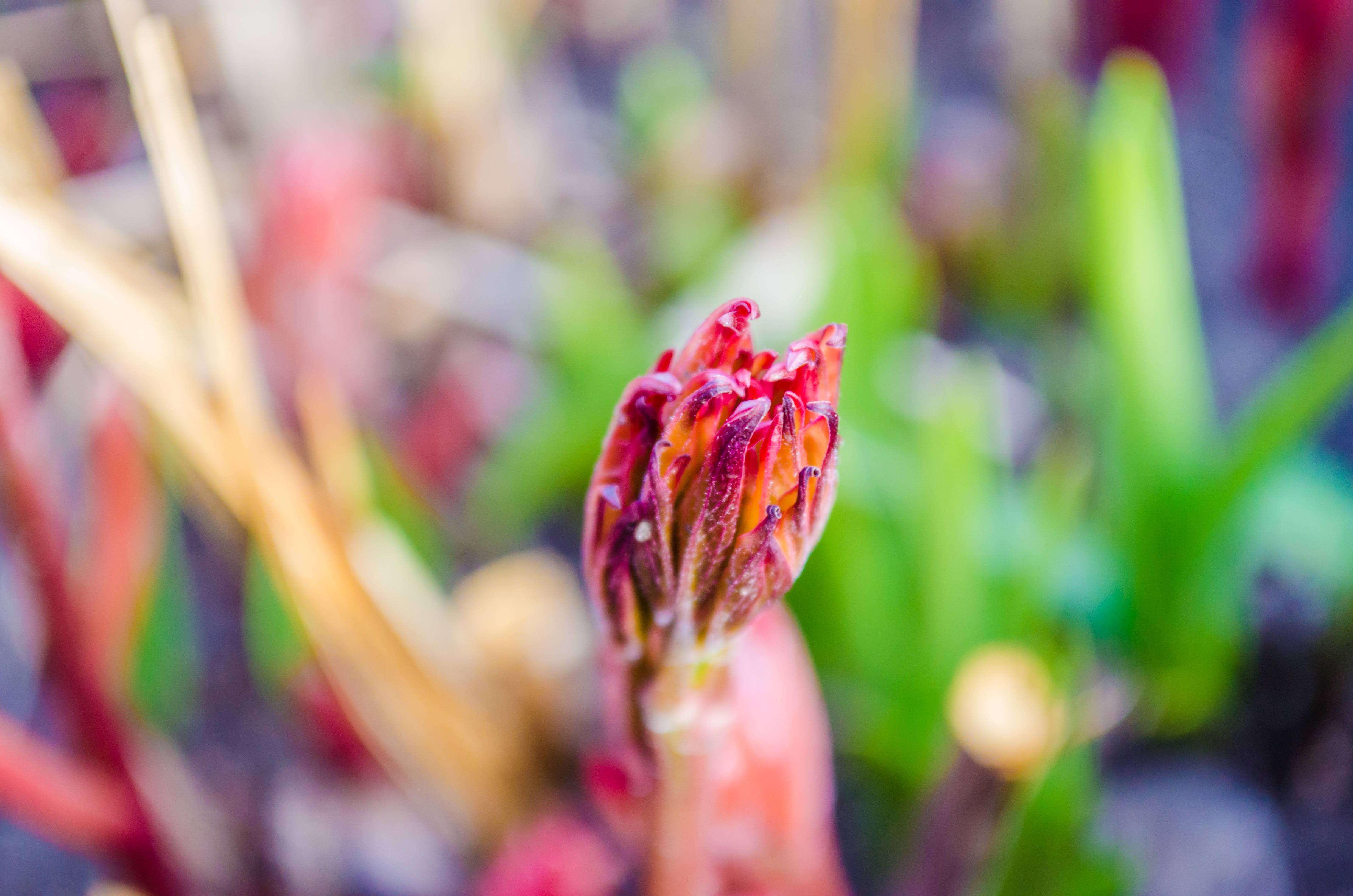 ripe, purple, fruit, bokeh, selective focus, outdoors, beauty in nature, plant, food, growth, flower, close-up, agriculture, food and drink, focus on foreground, HD Wallpaper