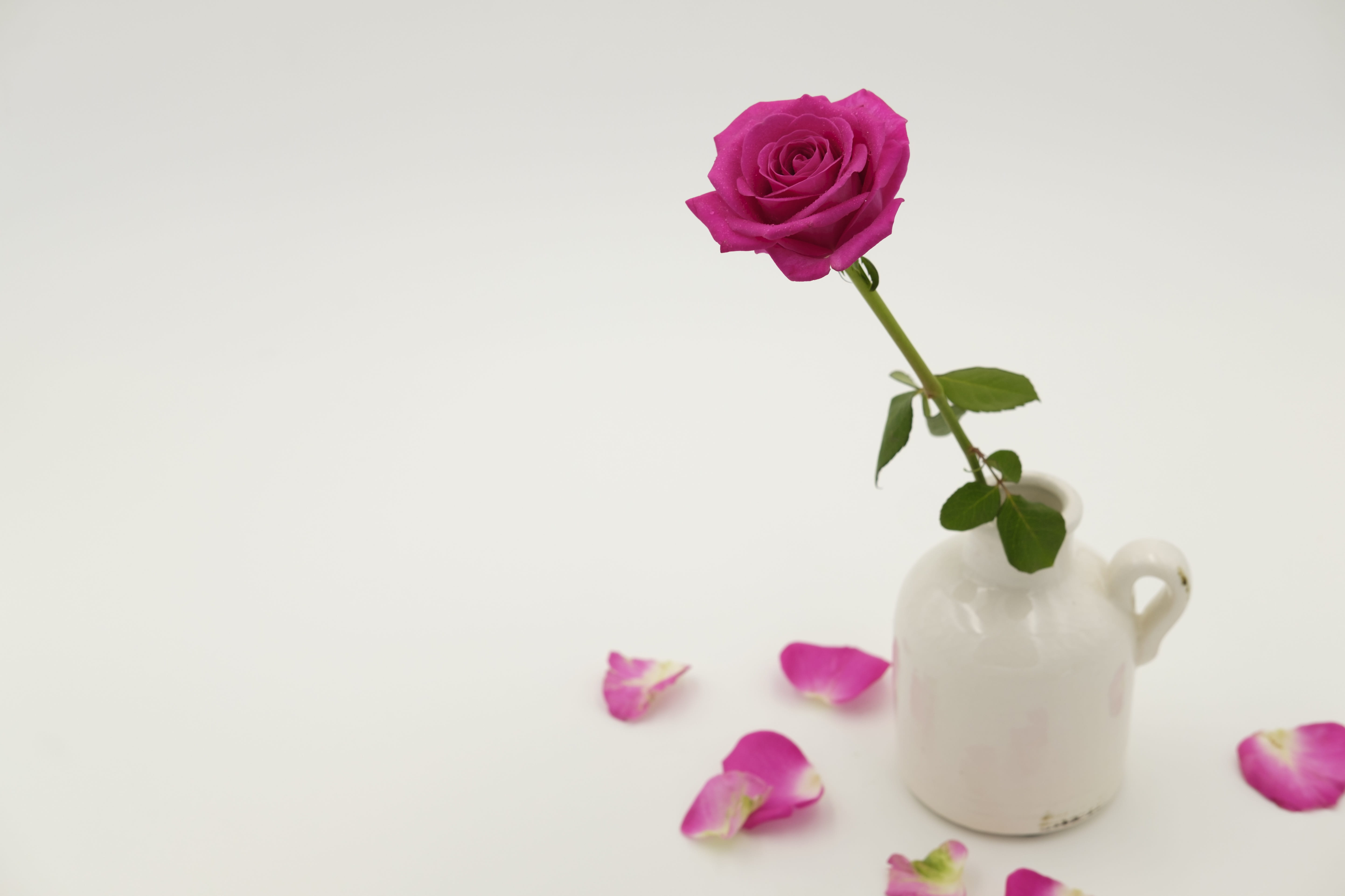 blossom, fragility, copy space, rose - flower, plant, no people, flower arrangement, flowering plant, vulnerability, romantic, beauty in nature, birthday, HD Wallpaper