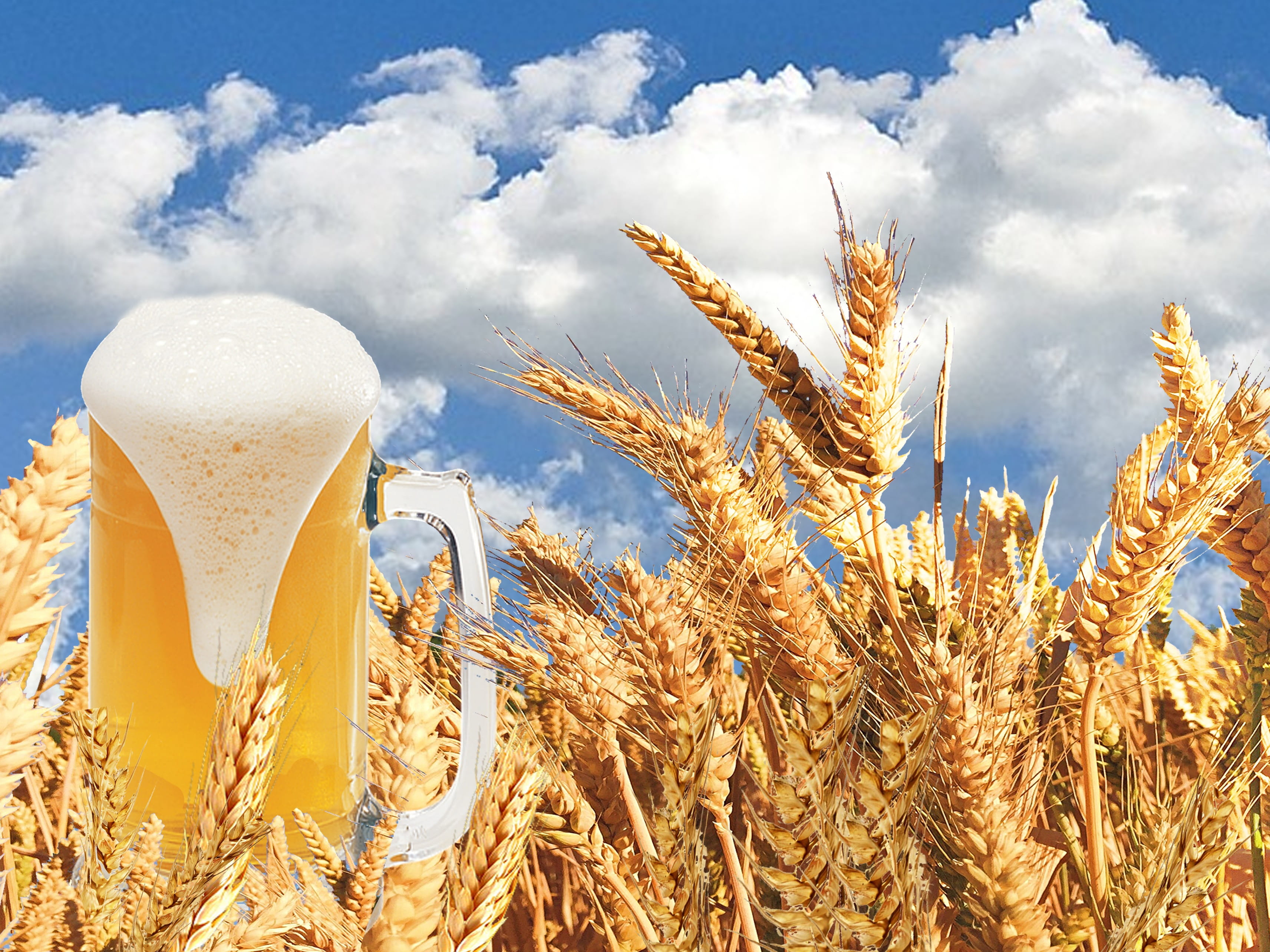 Beer Glass, thirst, food and drink, sky, land, grain, clouds, plant, benefit from, no people, barley, cloud - sky, crop, farm, nature, growth, cereal plant, HD Wallpaper
