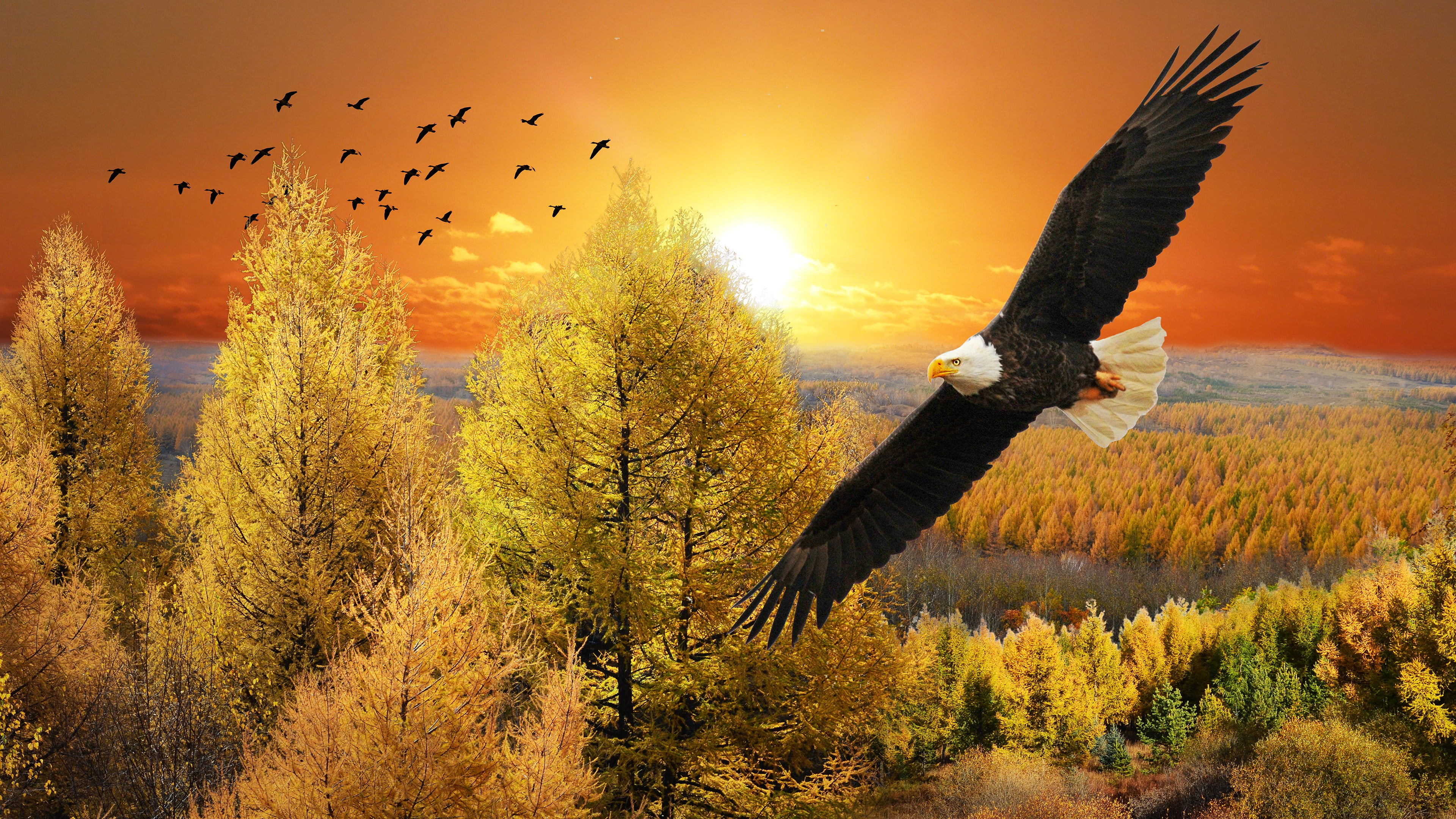 height, look, pack, bird, flies, the sky, forest, trees, wingspan, horizon, clouds, rendering, birds, flight, nature, bald eagle, autumn, sunset, 4K, landscape, HD Wallpaper