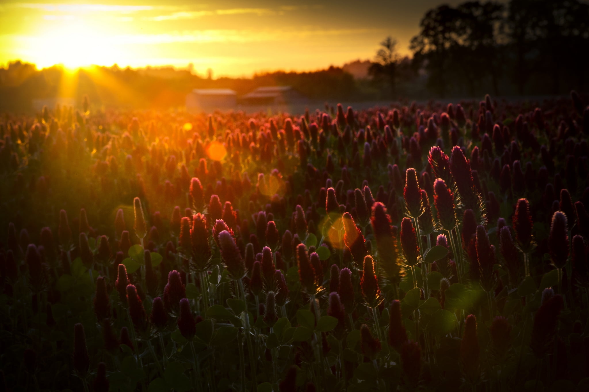 vibrant Color, 1080P, outdoors, crowd, flower, people, flowers, petaled, silhouette, sunset, sunlight, purple, light, back Lit, herbs, multi Colored, beauty In Nature, HD Wallpaper