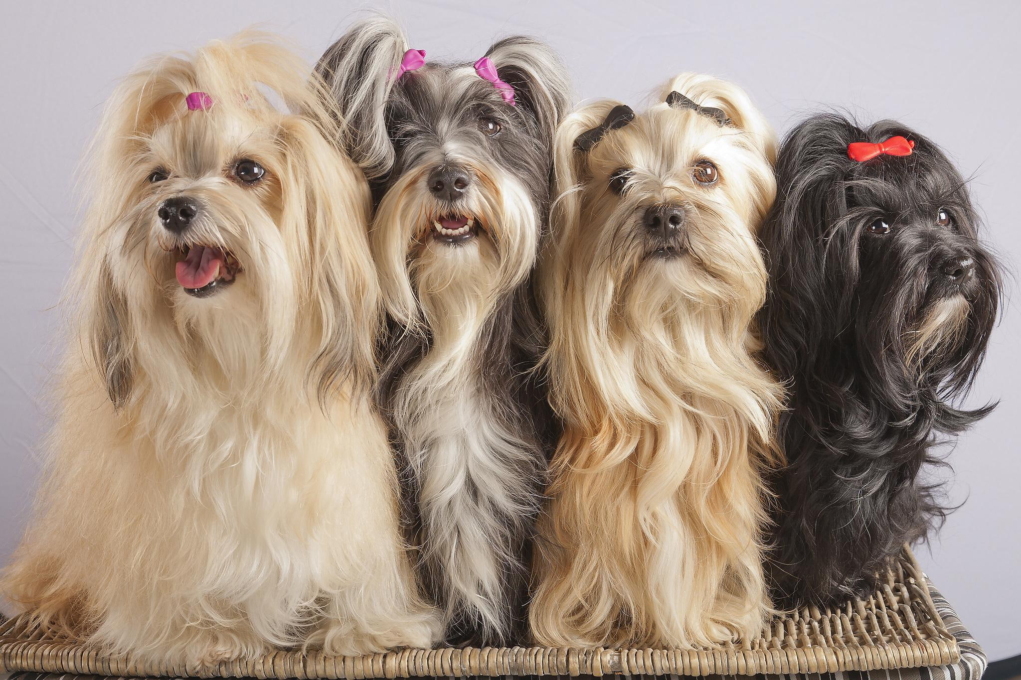 animal, four, lhasa, 1080P, havanese, animals, bichon, apso, HD Wallpaper