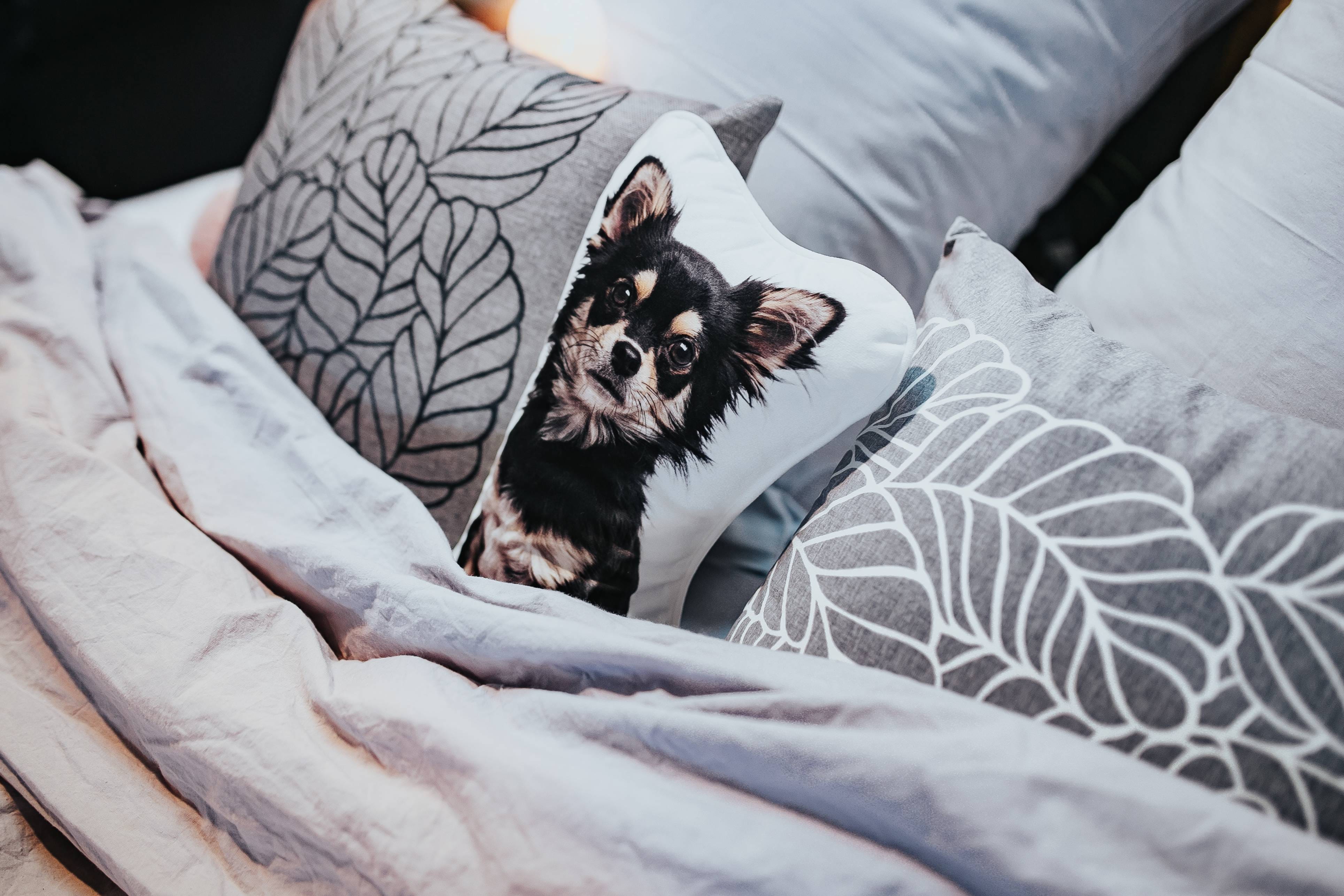 domestic Animals, sleeping, cute, Collection, purebred Dog, high angle view, bedclothes, no people, bedroom, home Interior, domestic Life, grey, lying Down, HD Wallpaper