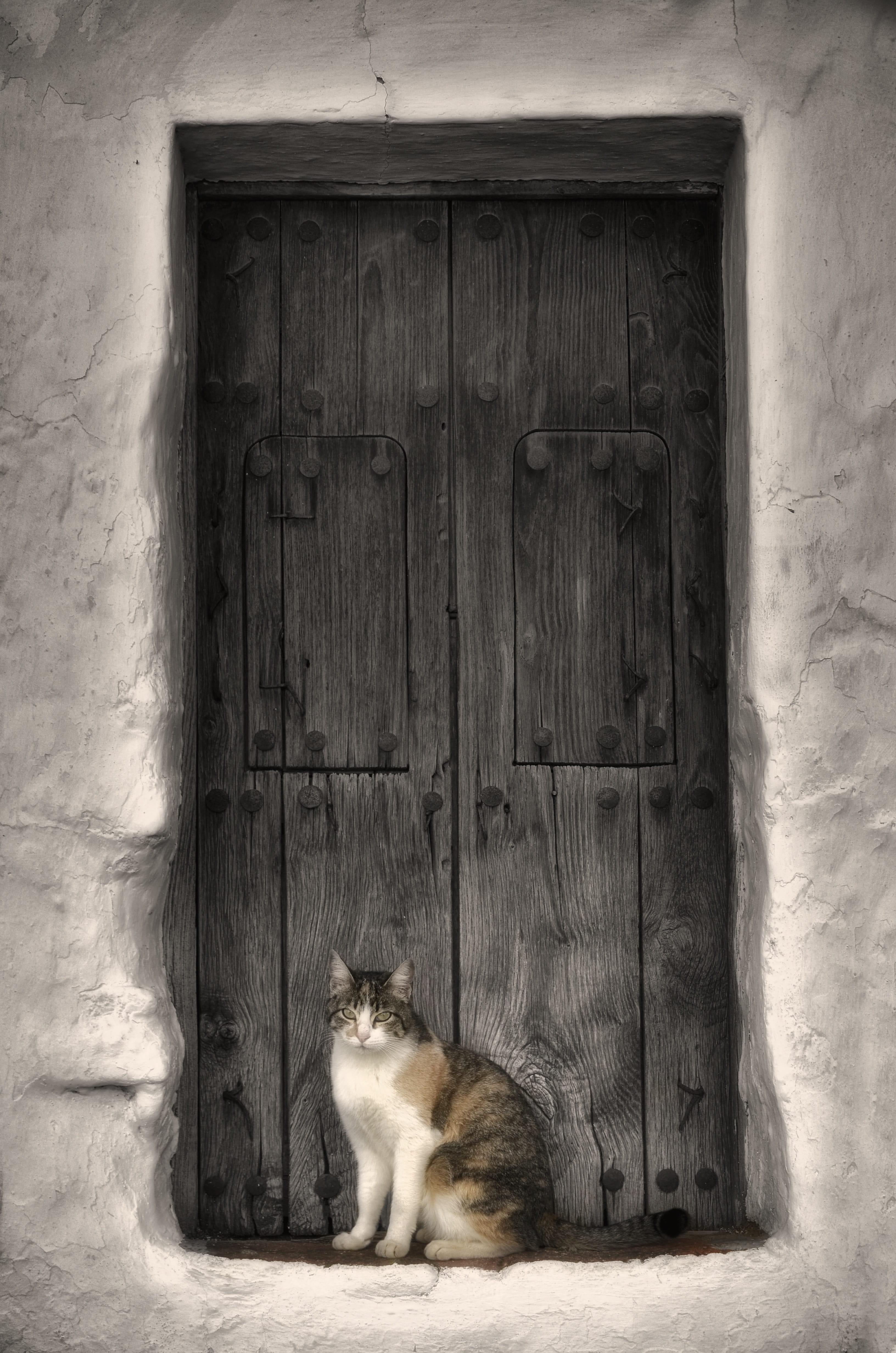 domestic cat, entrance, retro, black, short, vertebrate, sitting, street, no people, wood, window, white, abandoned, domestic animals, animal themes, front, Phone HD Wallpaper