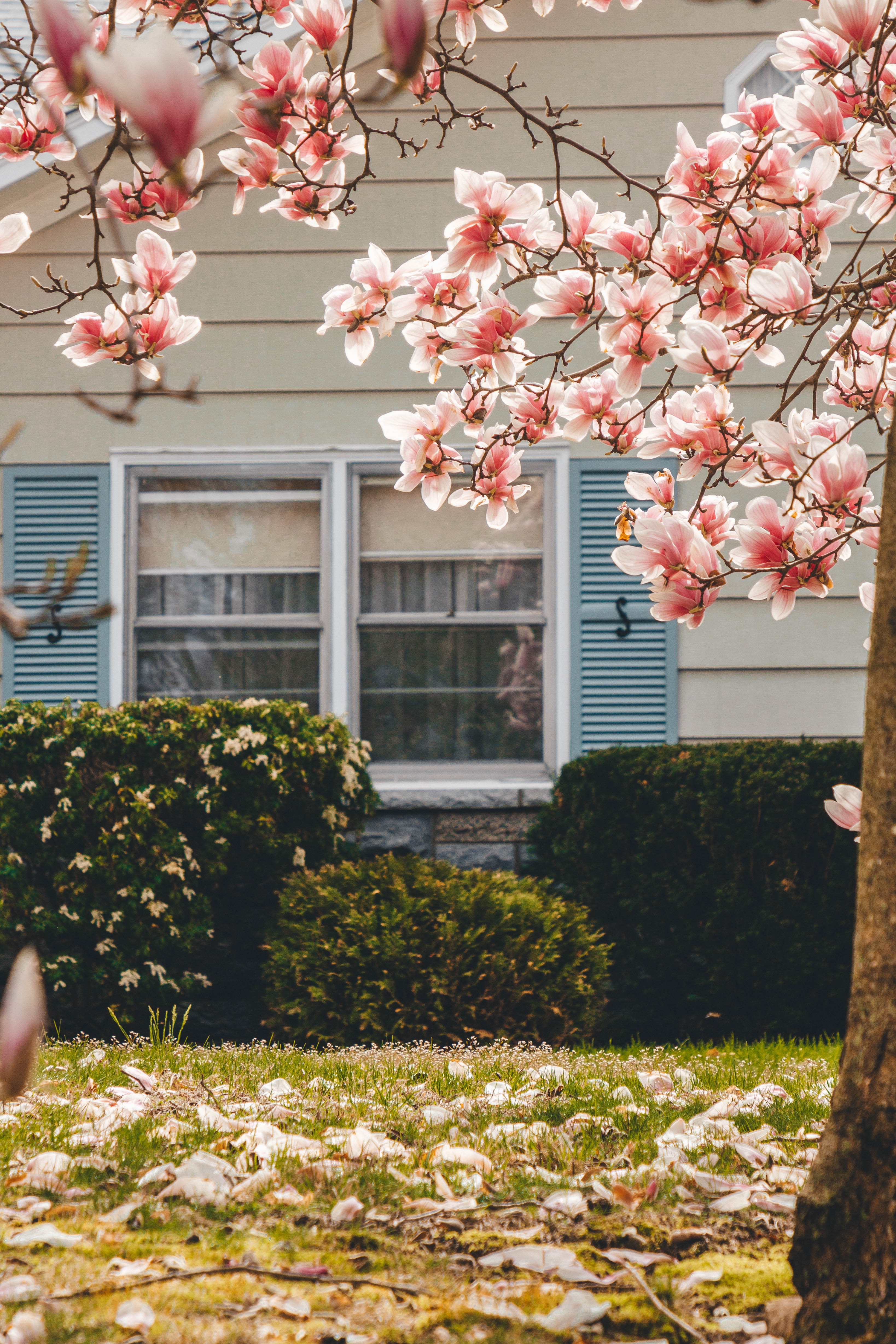 springtime, built structure, branch, vase, fir, pottery, fragility, jar, blossom, home decor, day, building exterior, plant, outdoors, no people, window, Phone HD Wallpaper