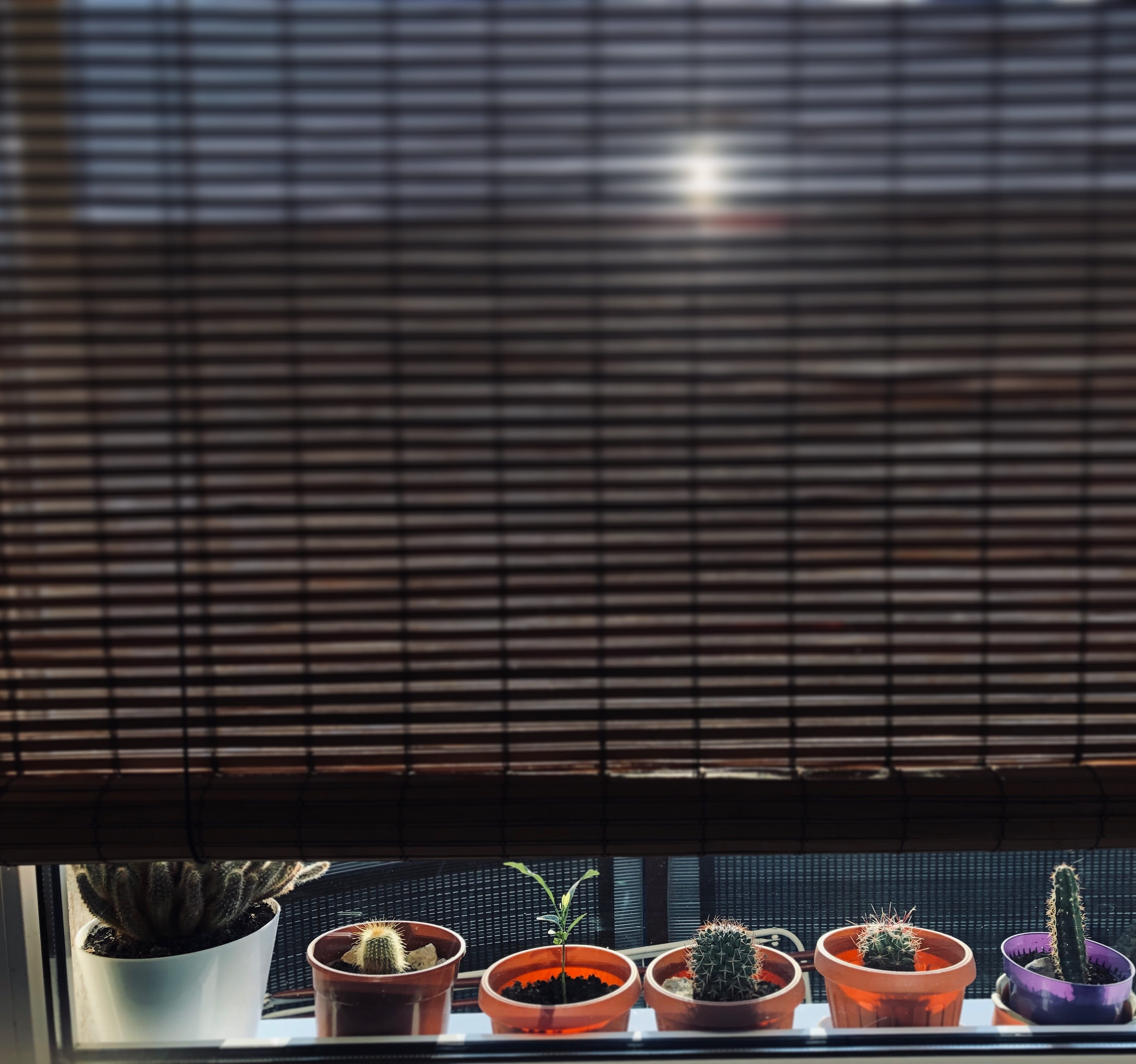 restaurant, drinking glass, window shade, fruit, glass, life, table, pottery, indoors, 2K, cup, window, plant, potted plant, refreshment, curtain, still life, HD Wallpaper
